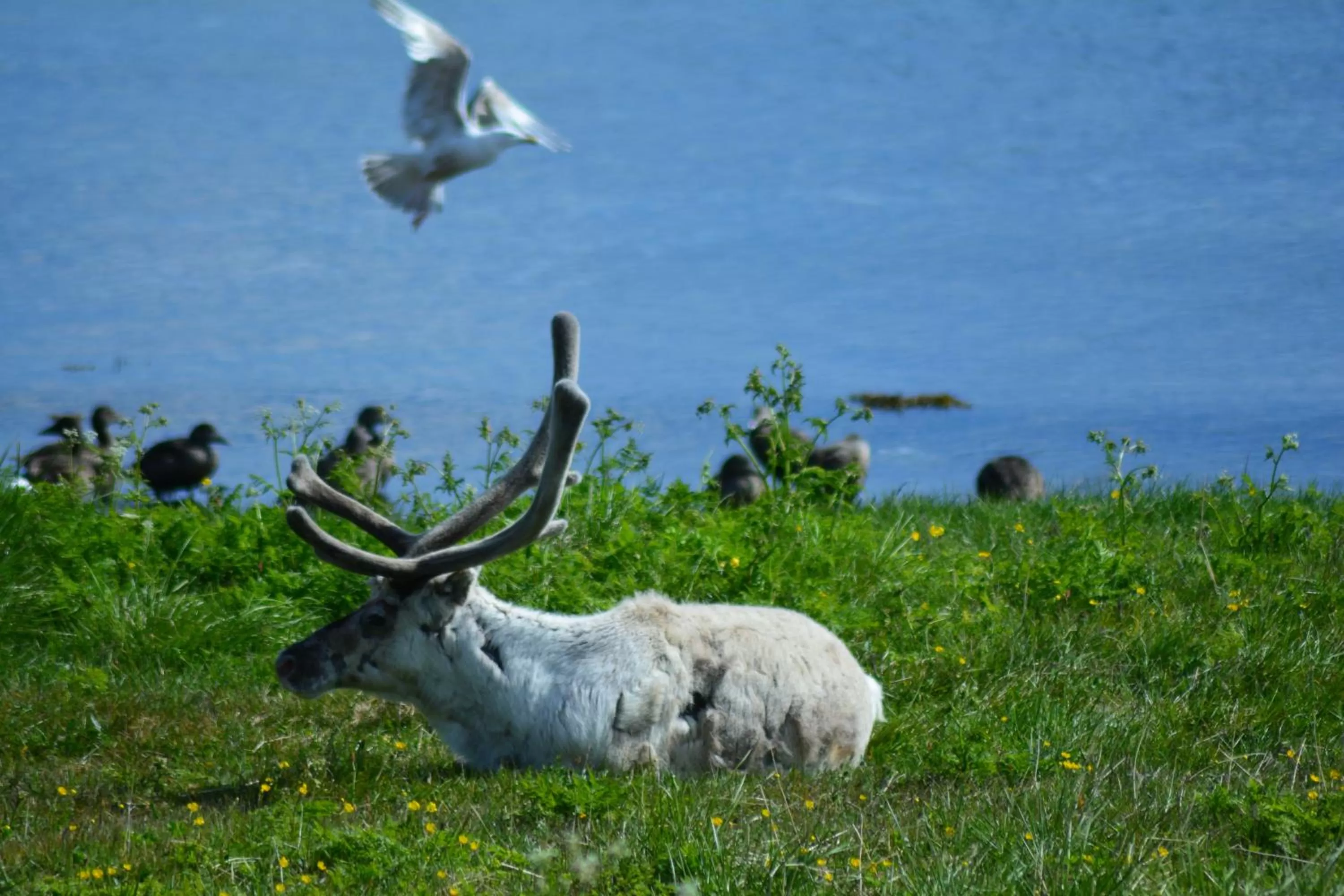 Pets, Other Animals in Arctic Hotel Nordkapp