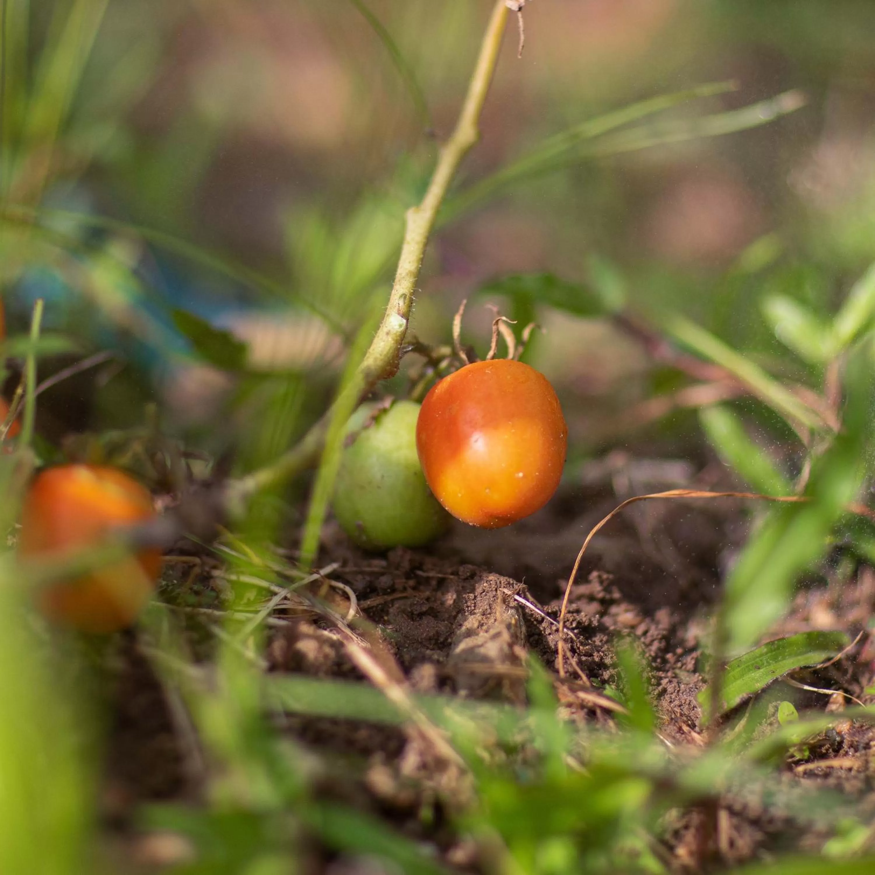 Garden in Lagos Airport Hotel