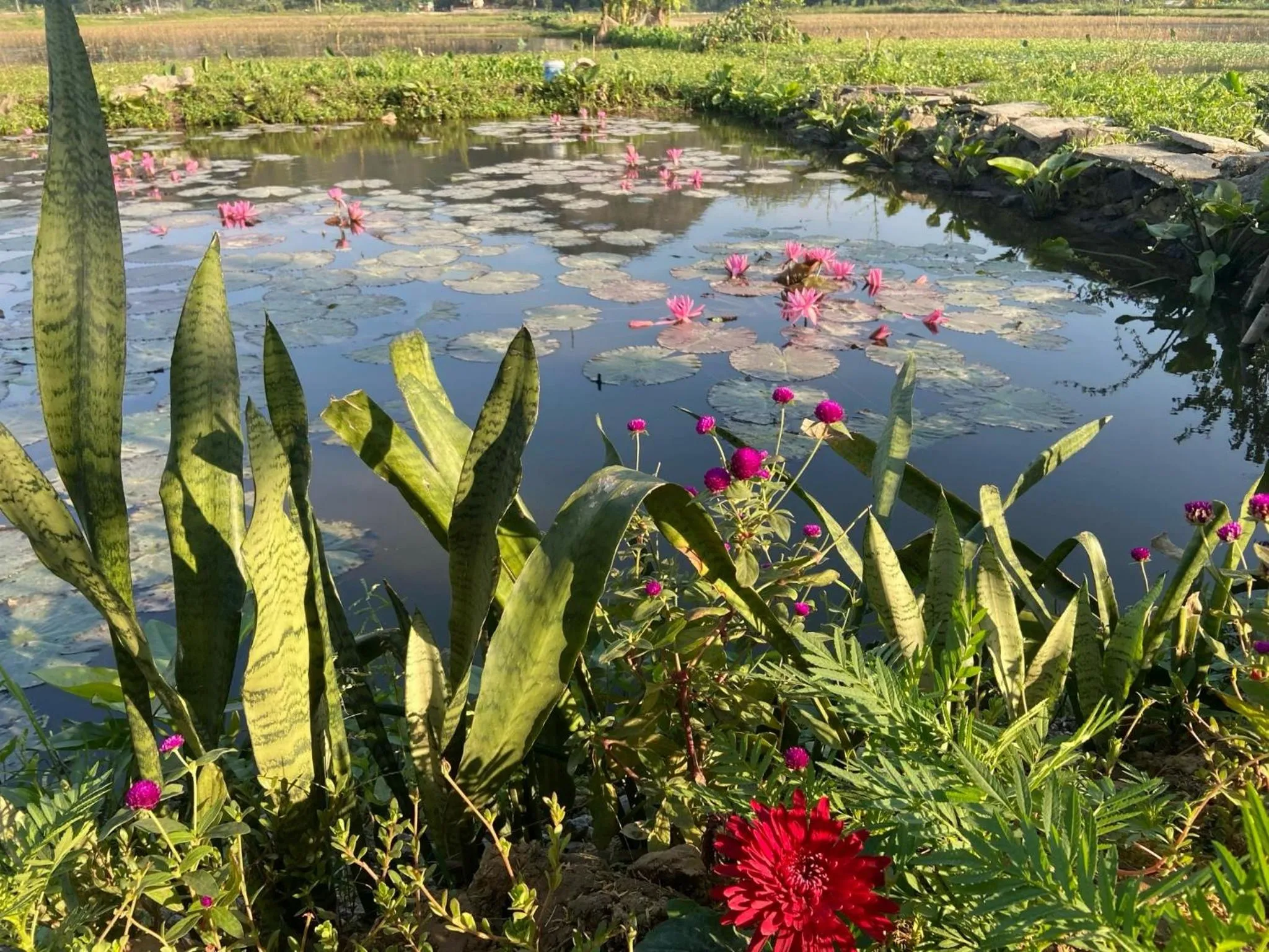 Tam Coc Mountain View Homestay