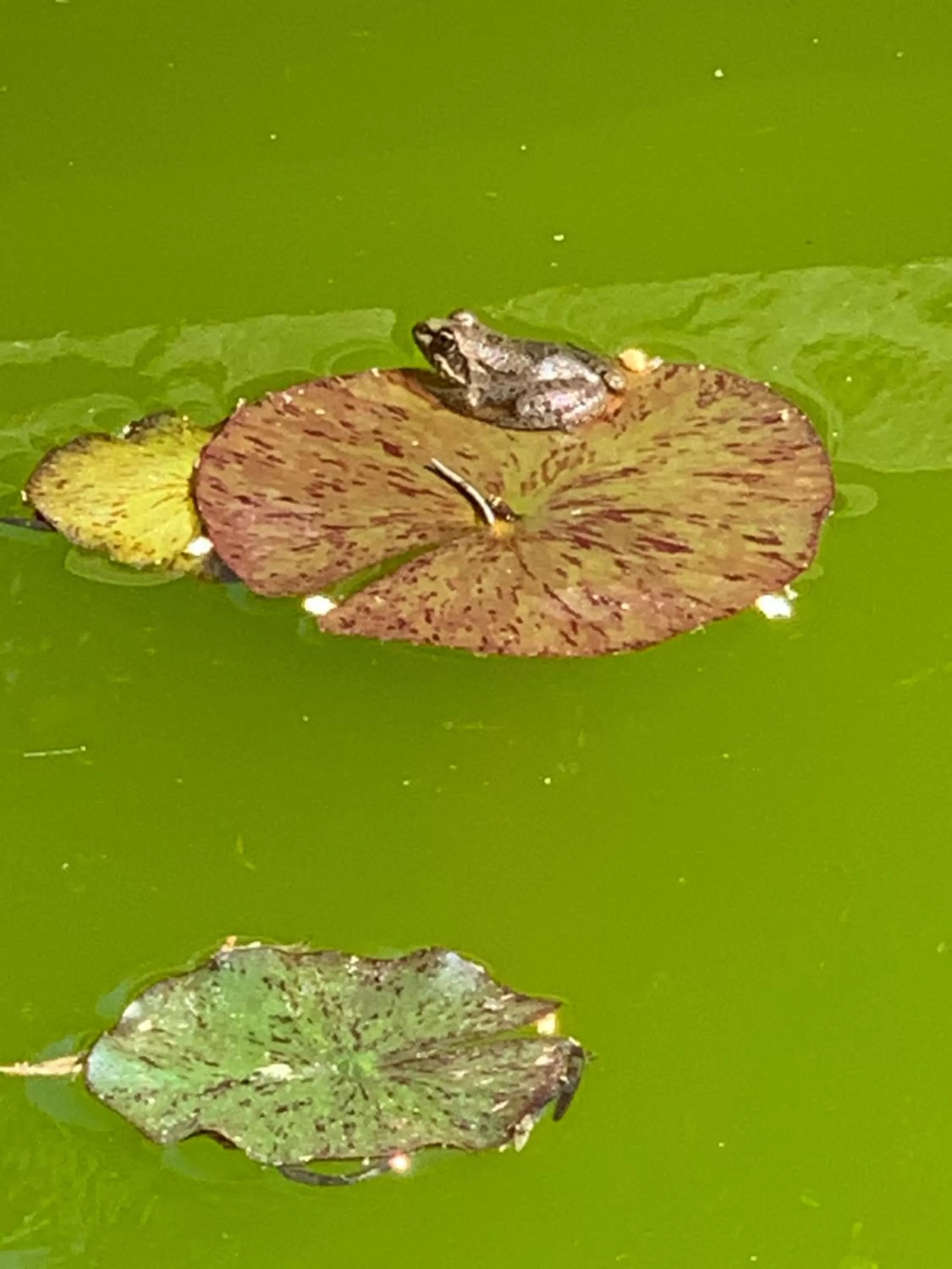 Garden in B&B Beauty House