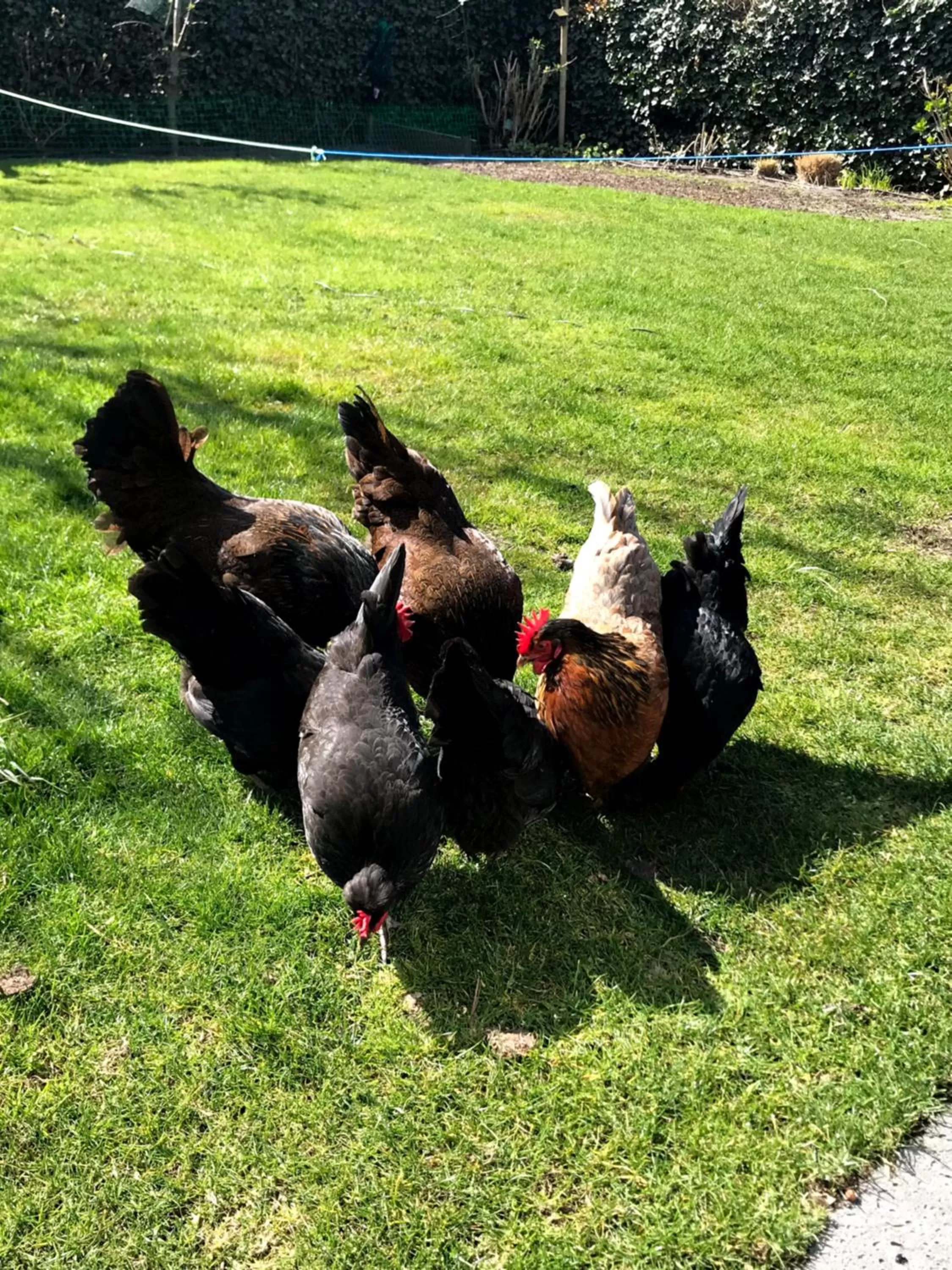 Animals, Other Animals in Blossombed