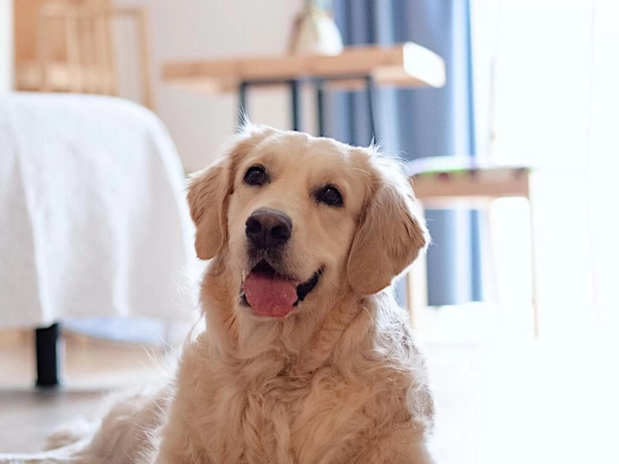 Animals in Hotel San Miguel