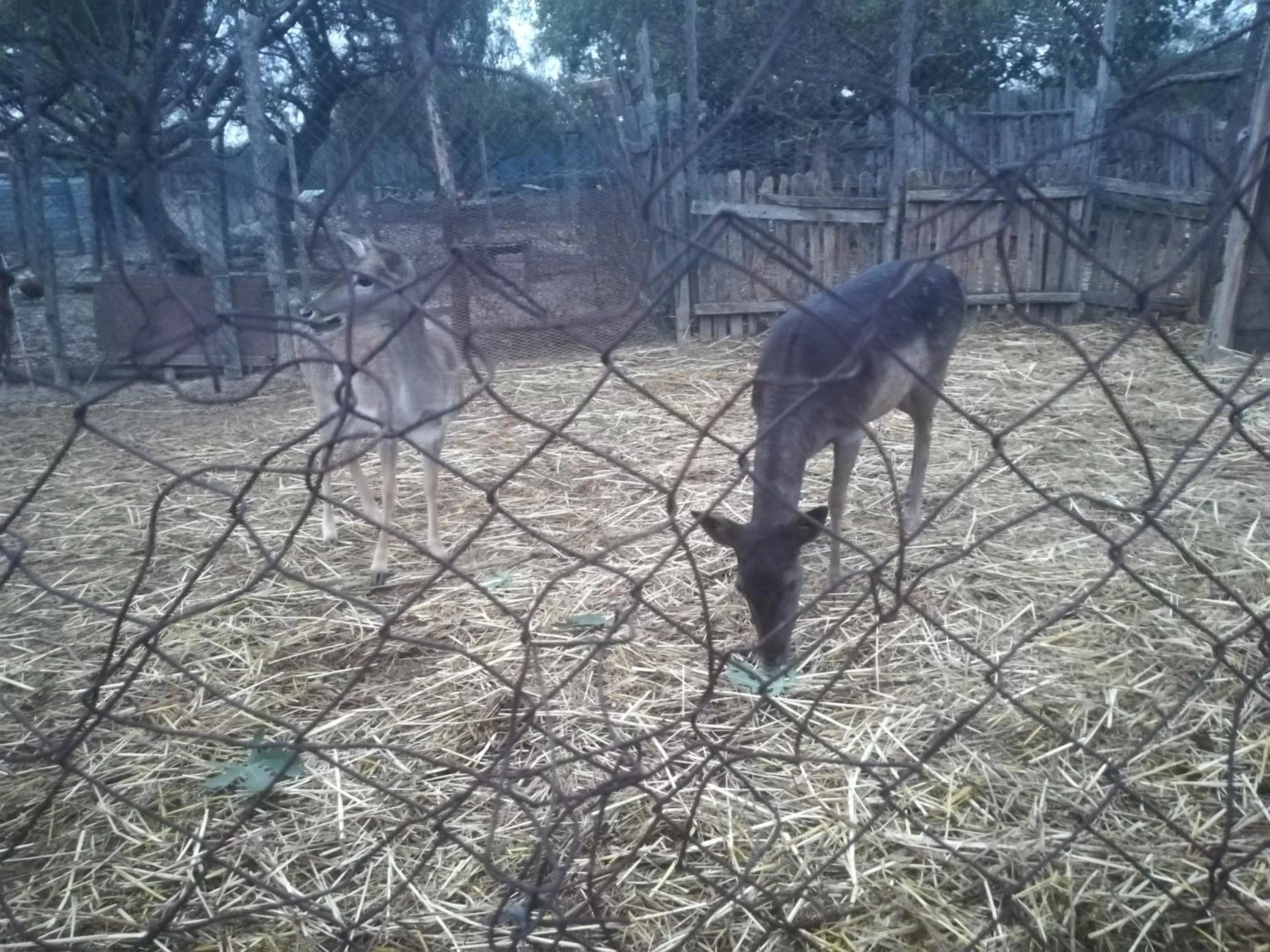 Etno selo Vile Jefimija, selo Preobrazenje, Vranje