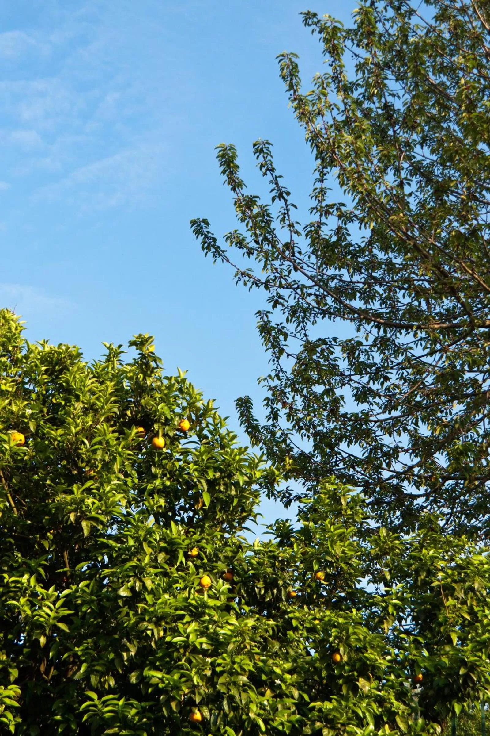 Garden in La Maison de Titty & Margherita