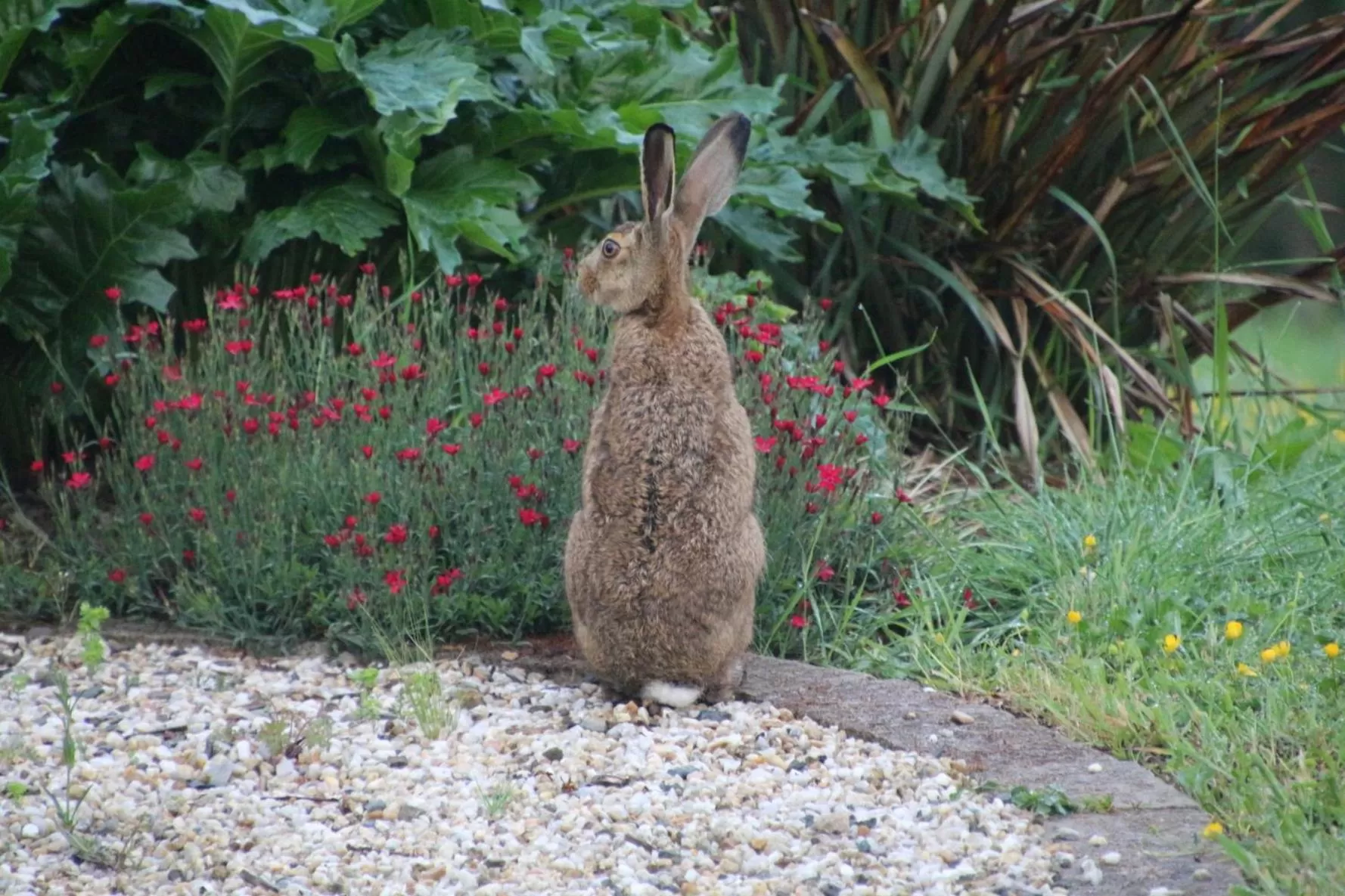 Animals, Other Animals in Chambres d'hôtes, Zimmer, Domaine de Kervennec