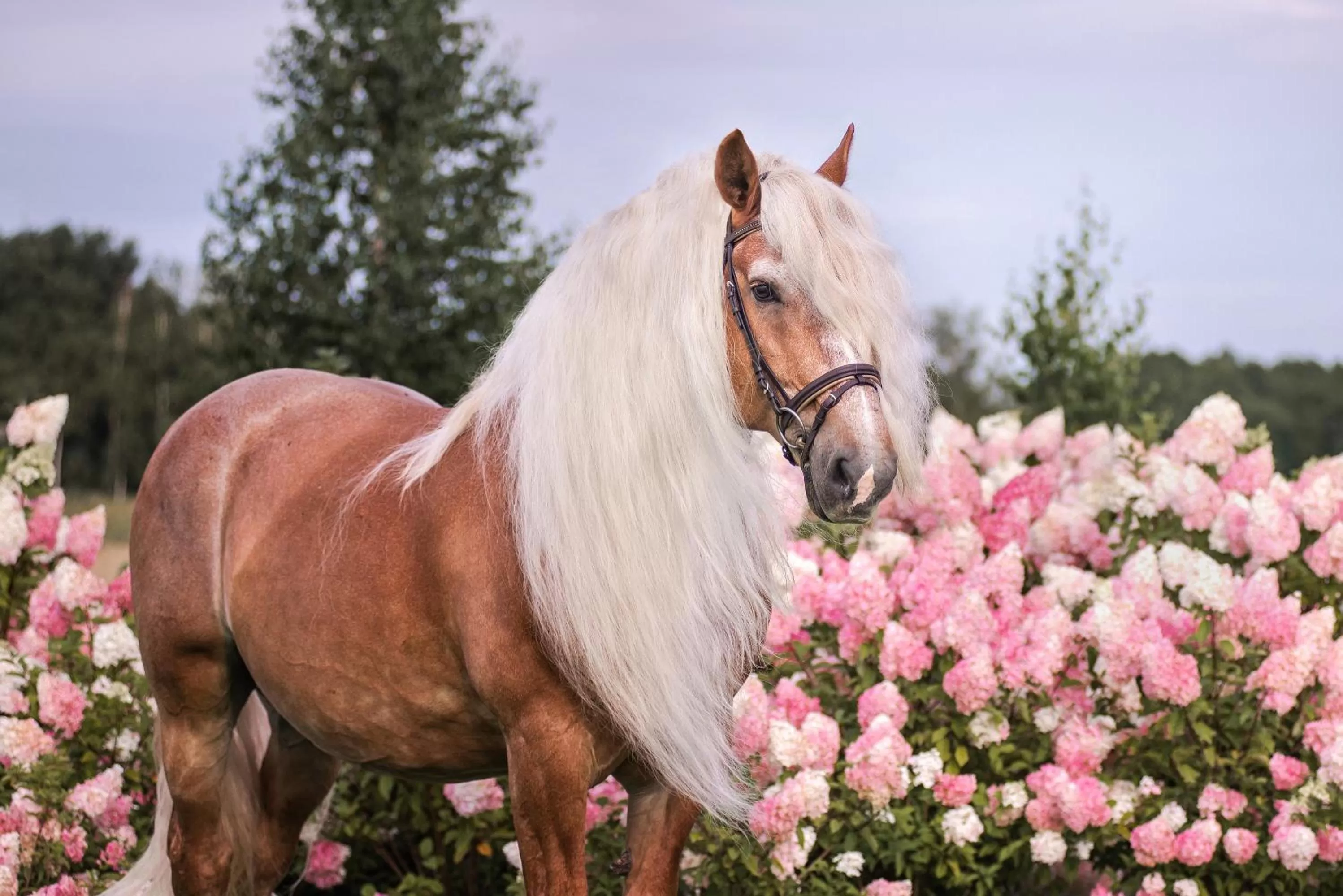 Harmony Park Hotel & SPA