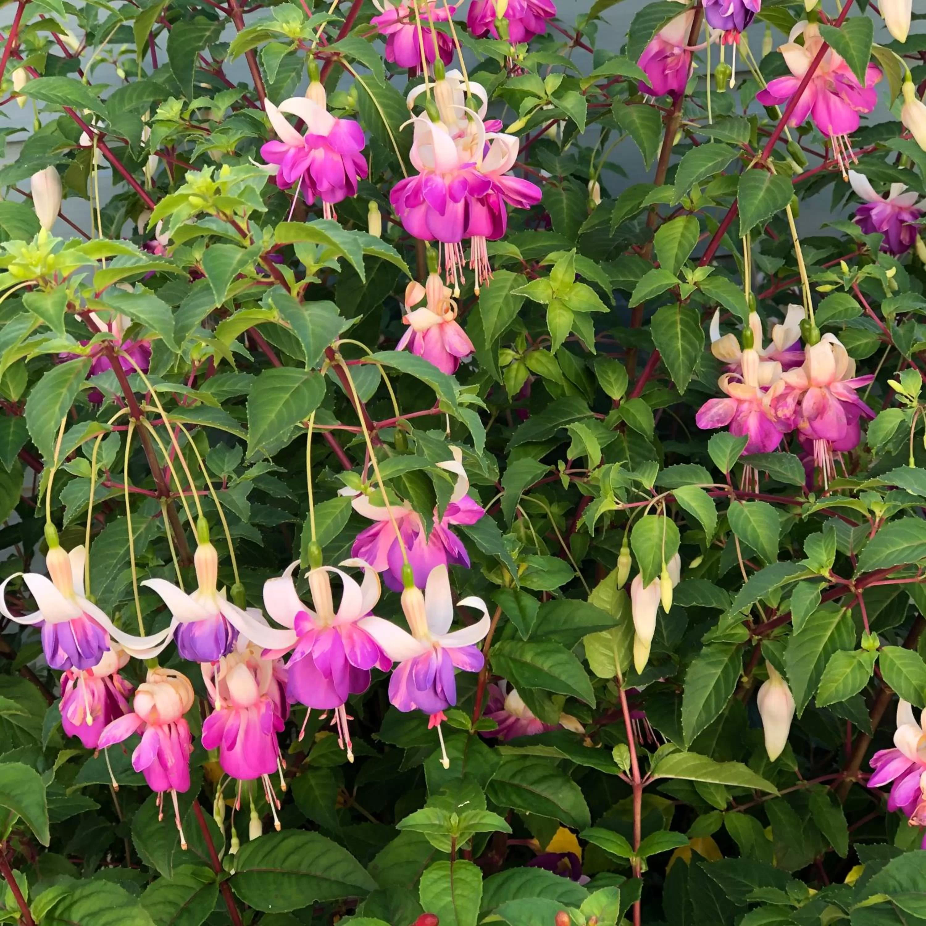 Garden view in Owly 'Ouse