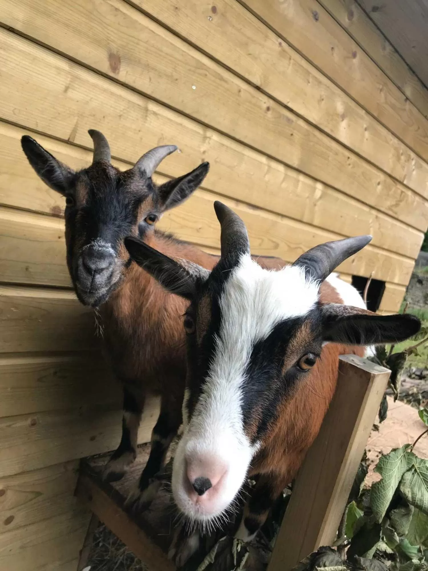 Pets in Le mas Normand