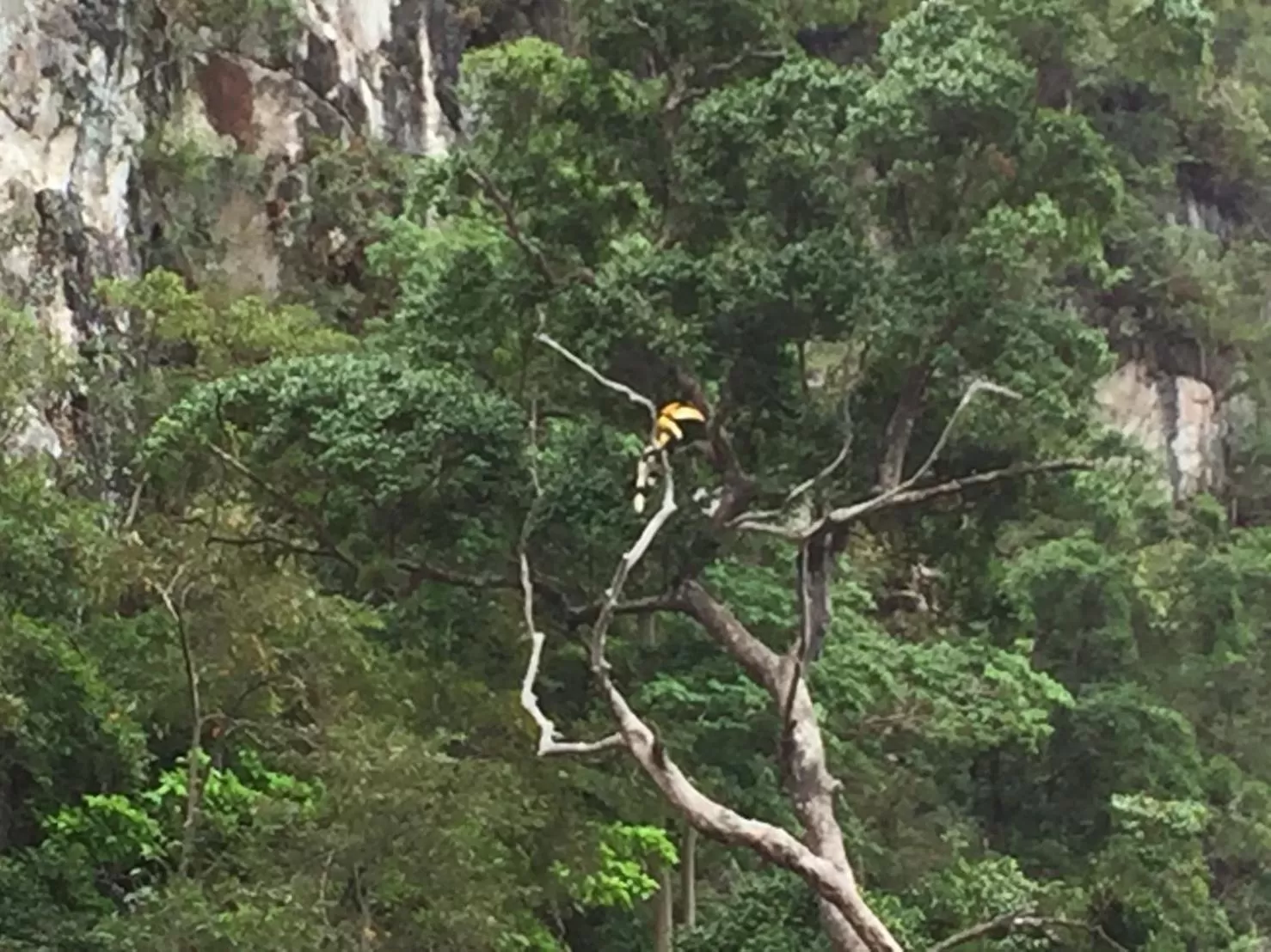 Activities in Khao Sok Jungle Huts Resort