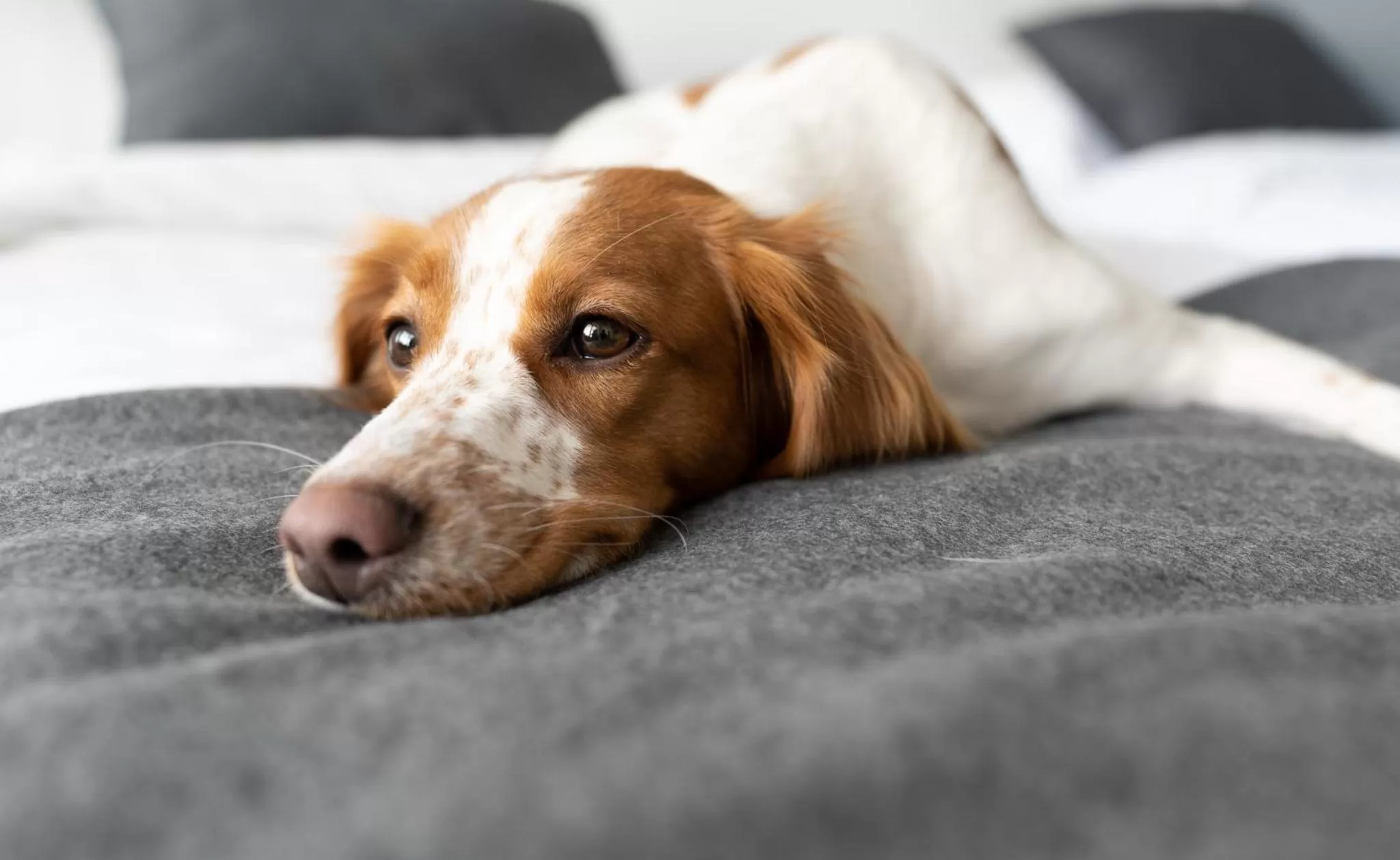 Hotelli Liminganlahti