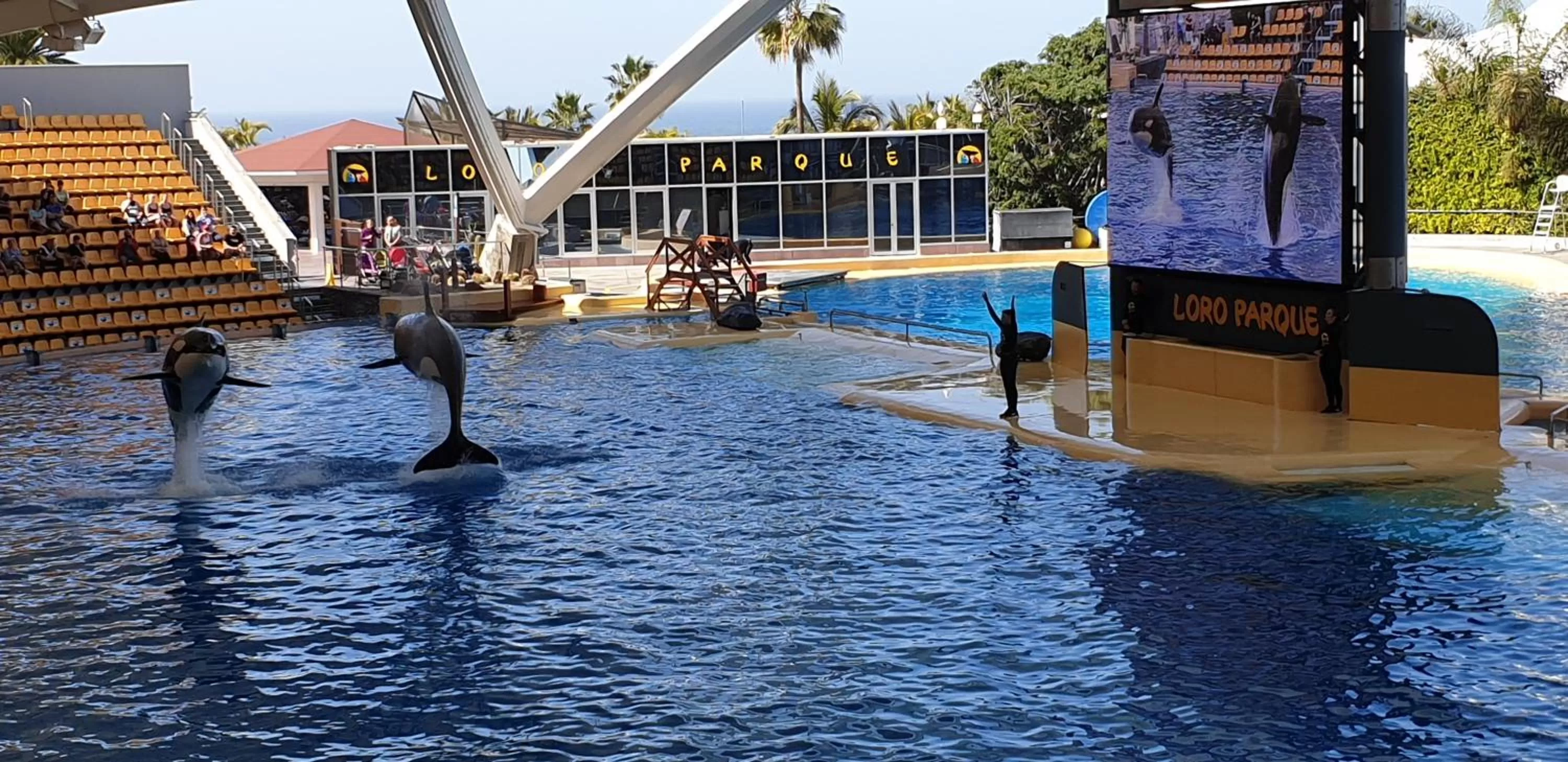 Other, Swimming Pool in Tenerife Rooms S. C.