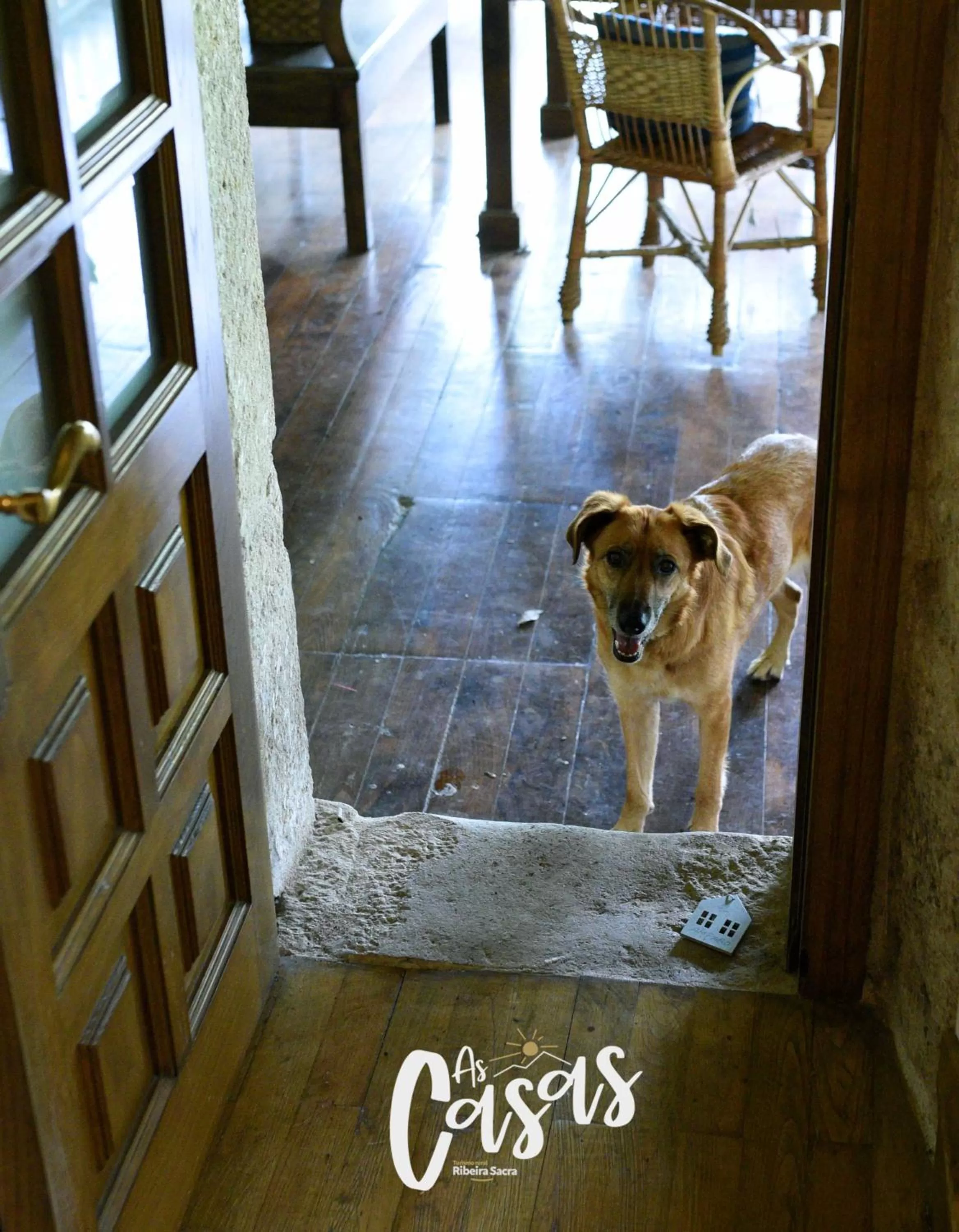 Pets in As Casas Ribeira Sacra