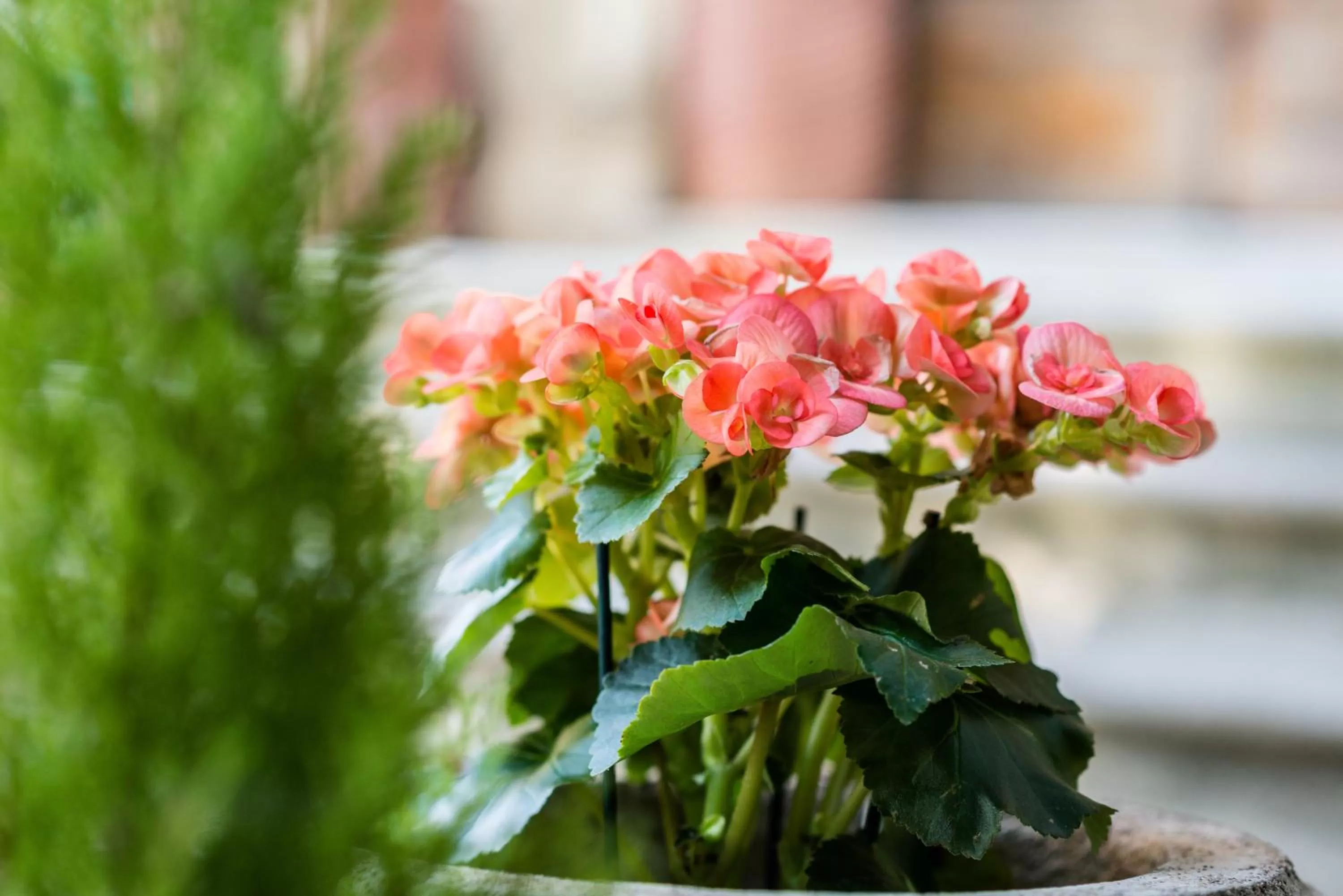 Decorative detail in La Chicca B&B Siena