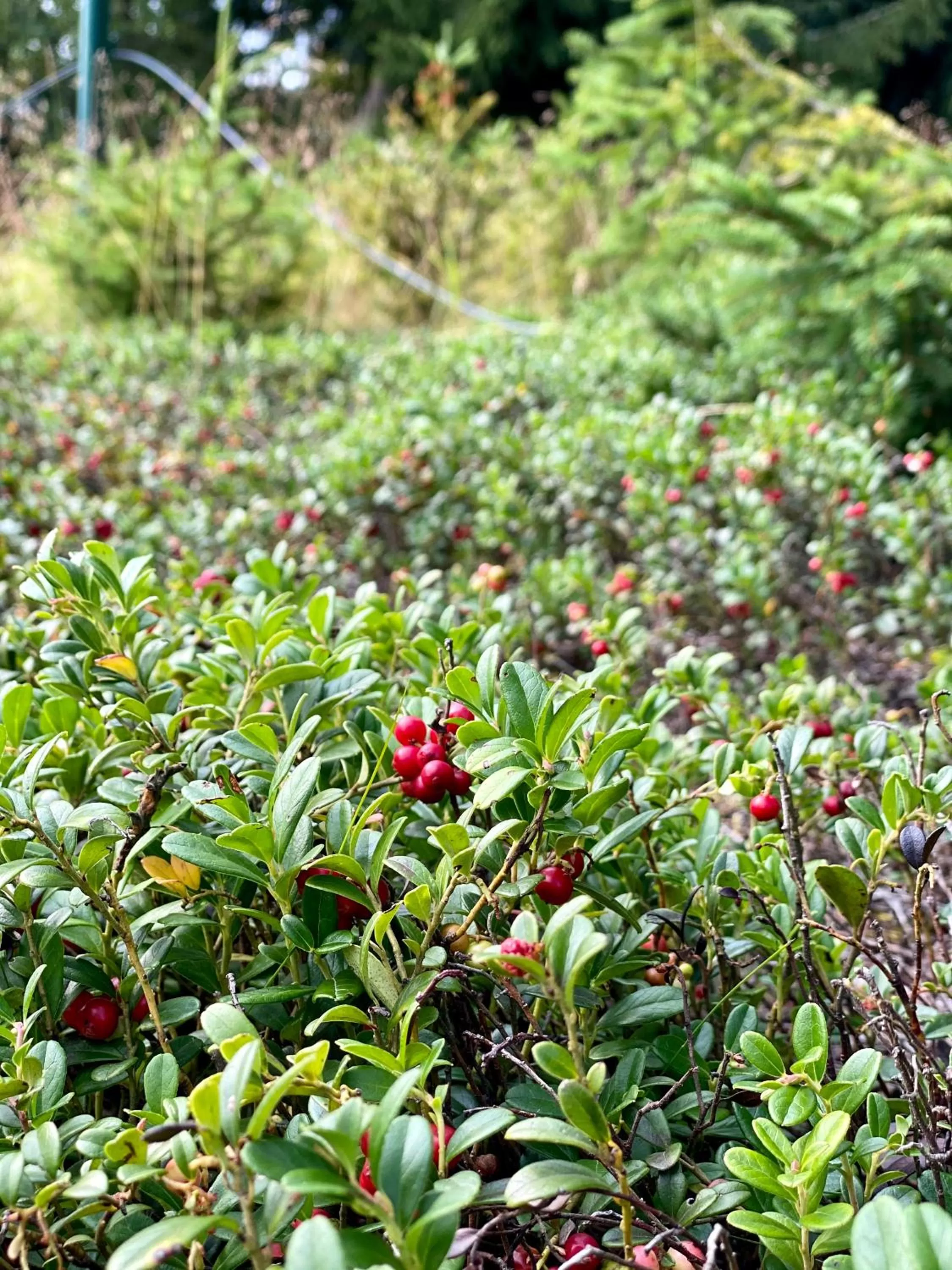 Natural landscape in Vila Jáchymov