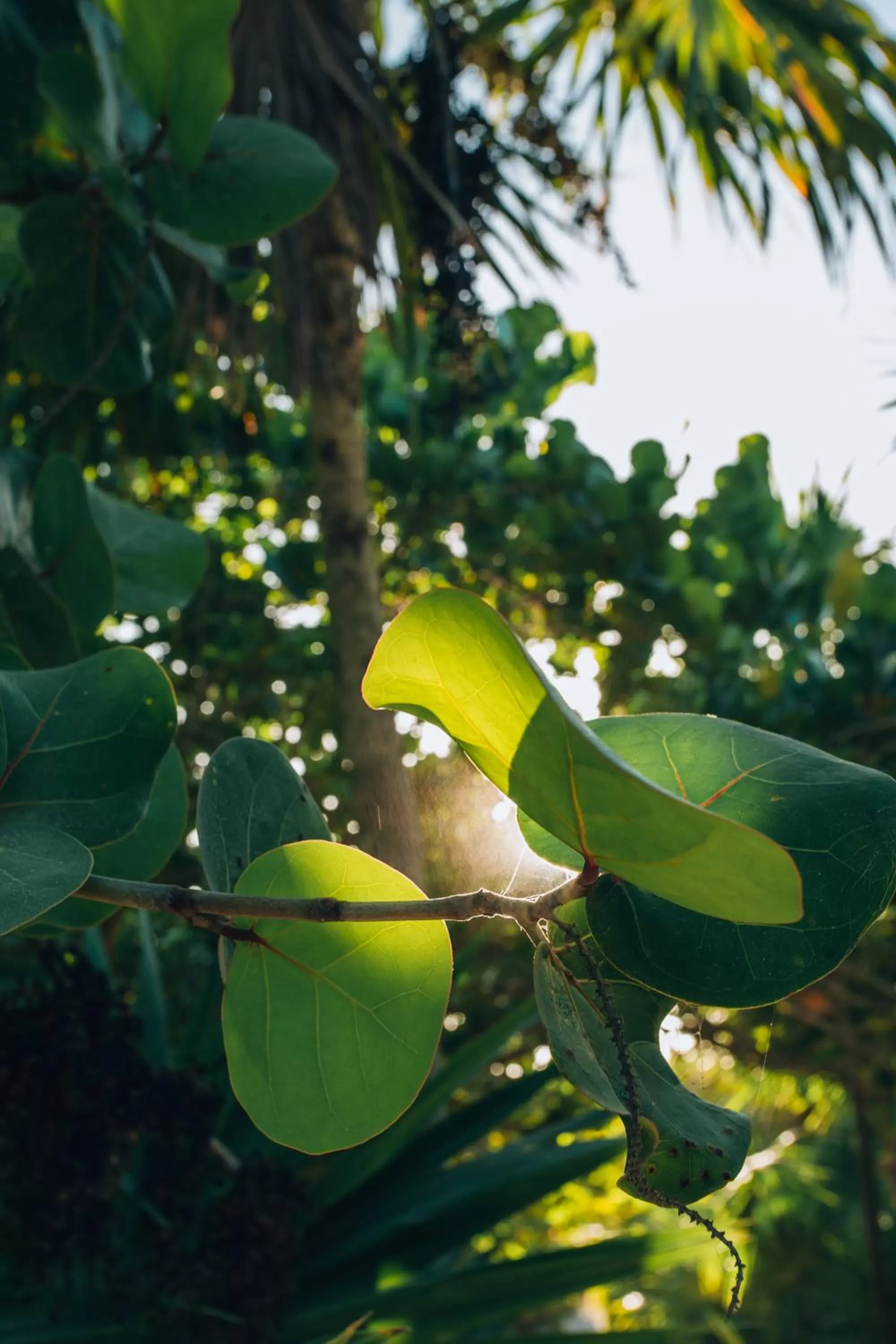 Garden in Ikal Tulum Hotel