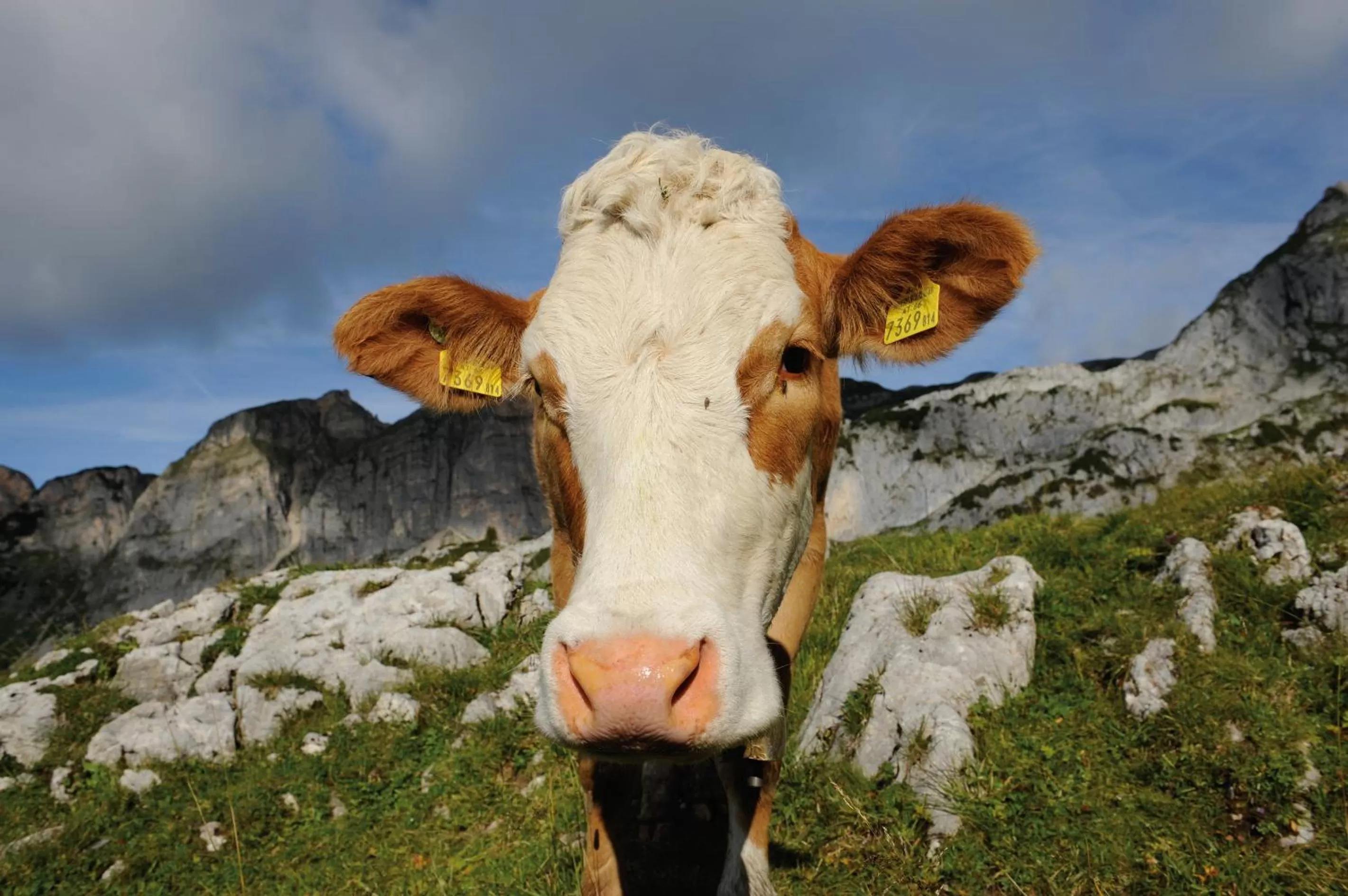 Animals in Hotel Garni Regina