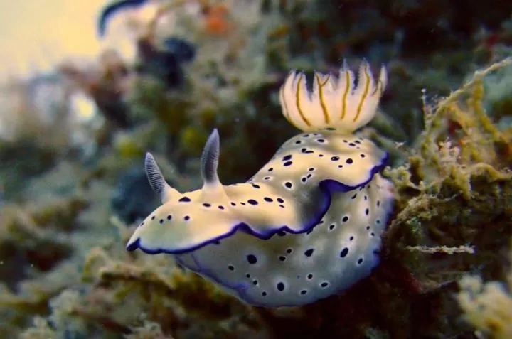 Diving in Punta Bulata White Beach Resort & Spa