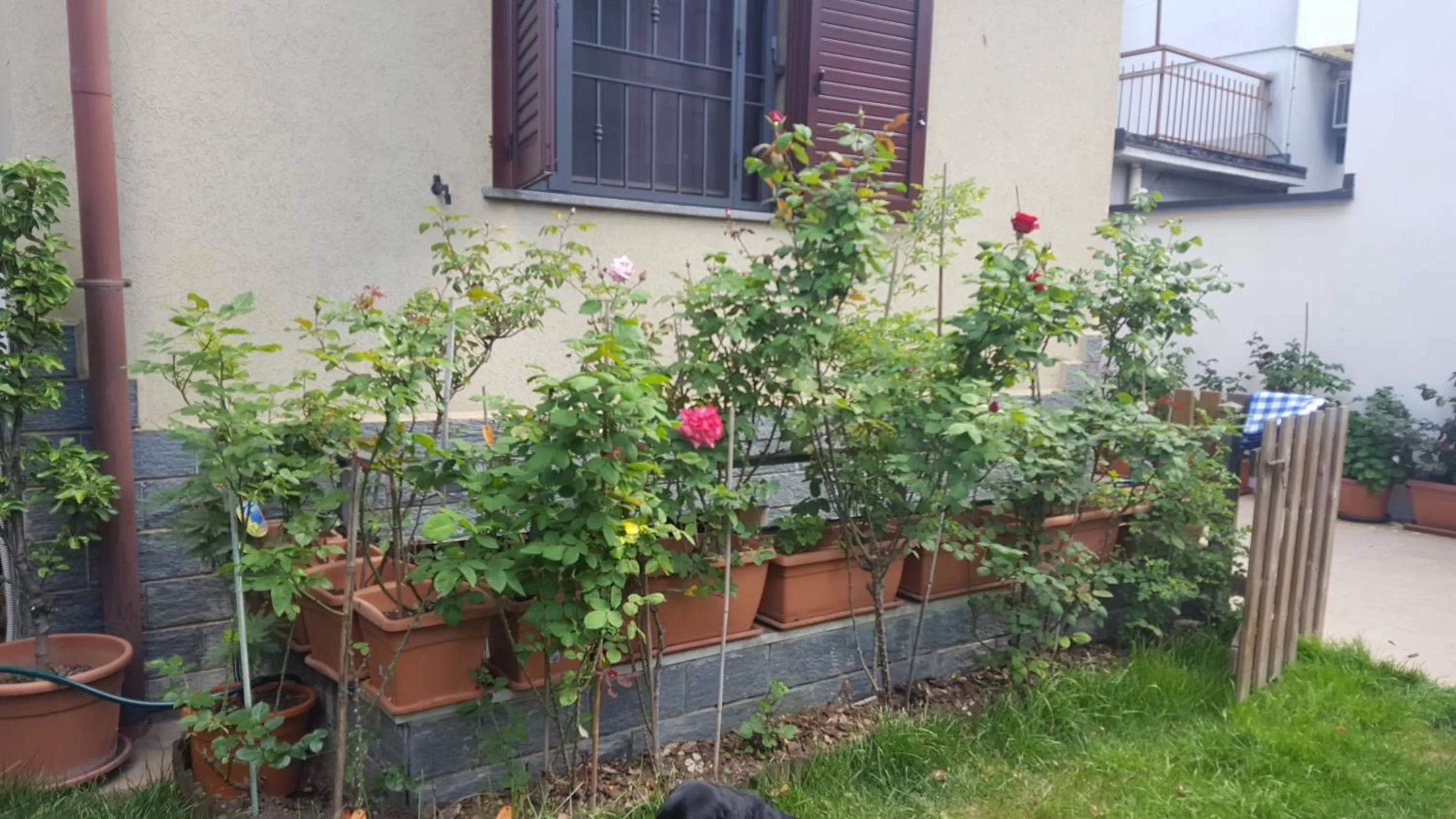 Garden in Monteceneri 9 B&b