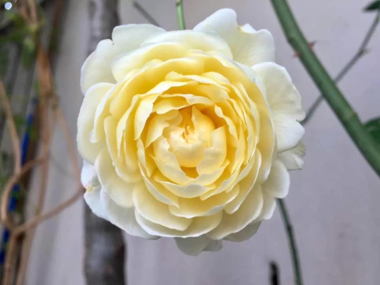 Garden in Residenza Elisa