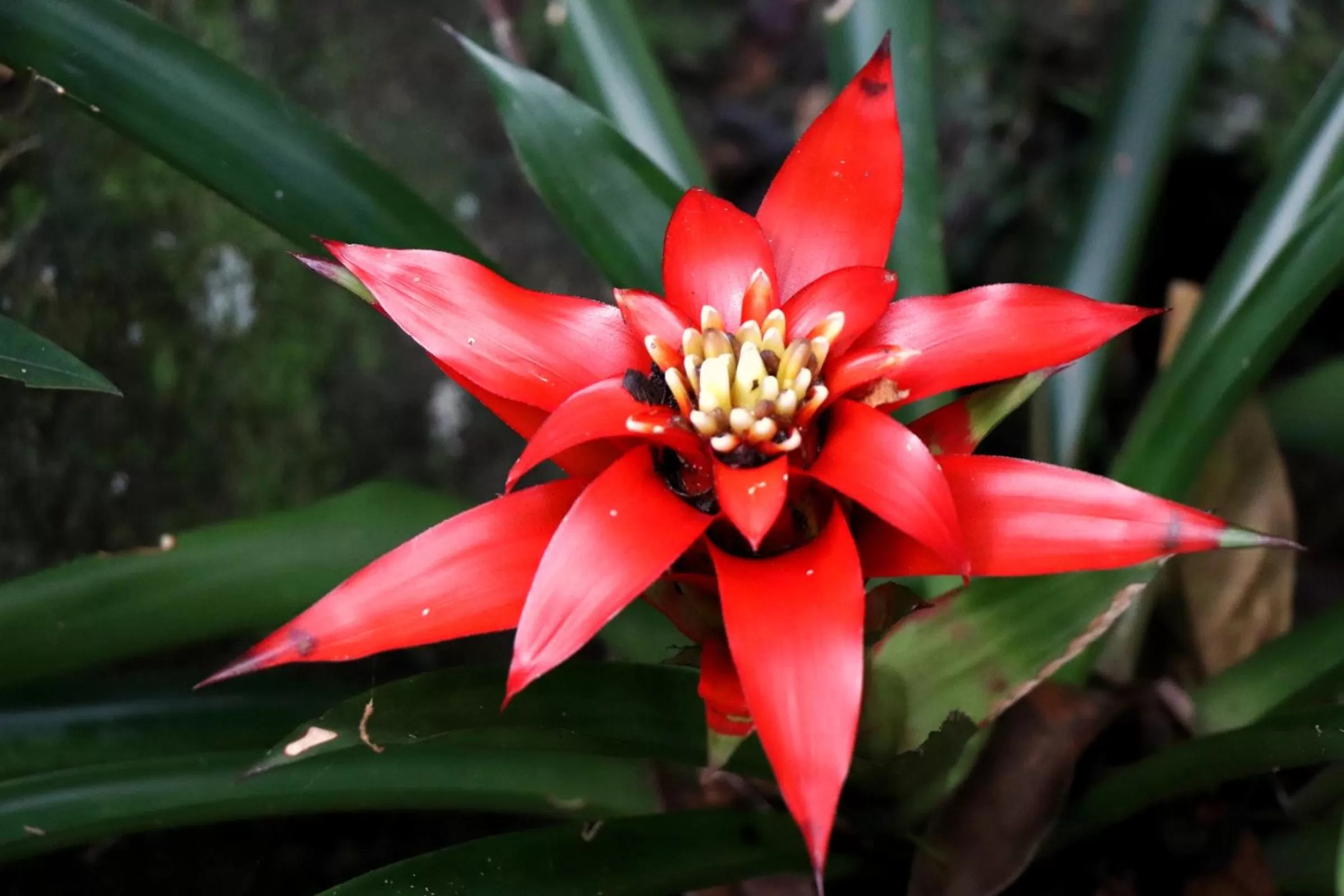 Garden in Pousada Santa Thereza