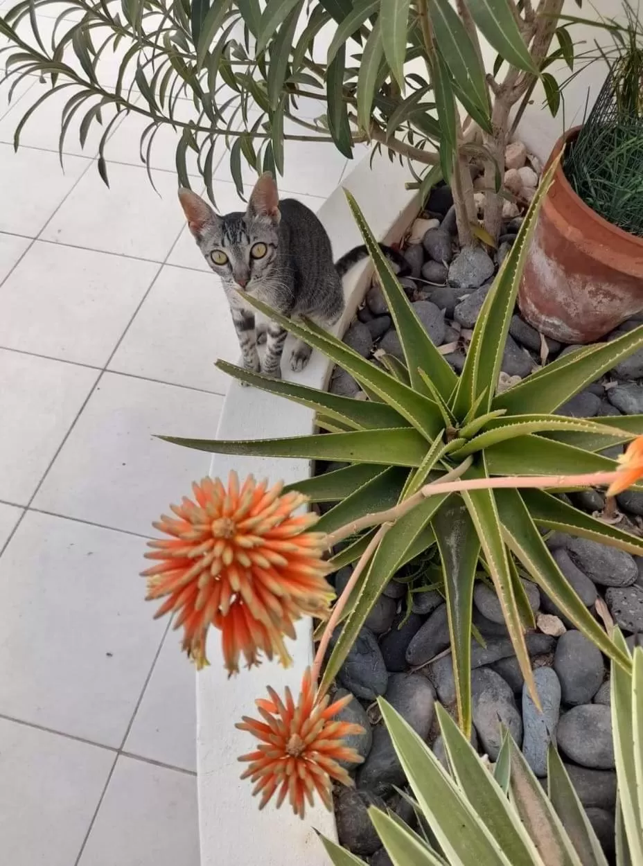 Garden, Other Animals in B&B Sereia Azul Boa Vista