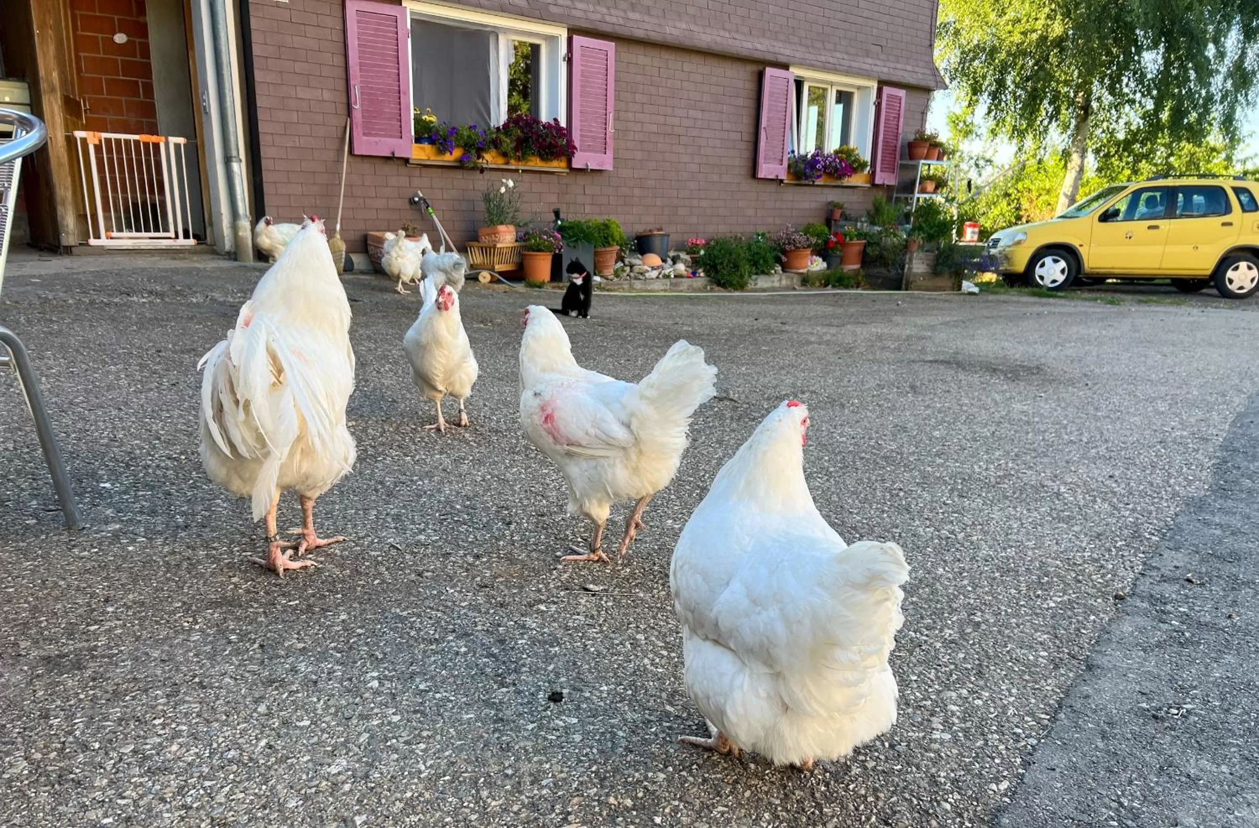 Animals in B&B Hof Grosschreie