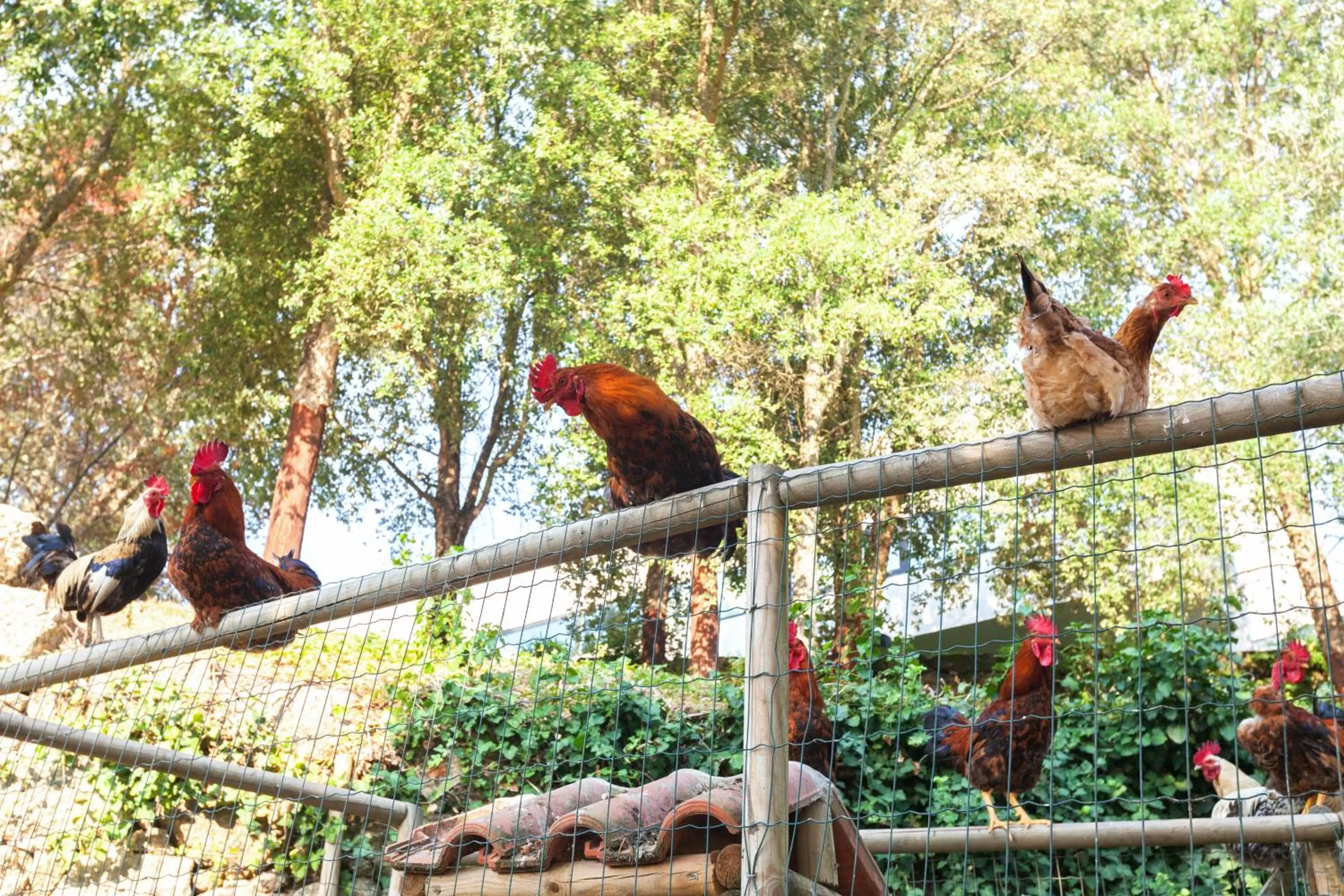 Animals in Douro Palace Hotel Resort & SPA