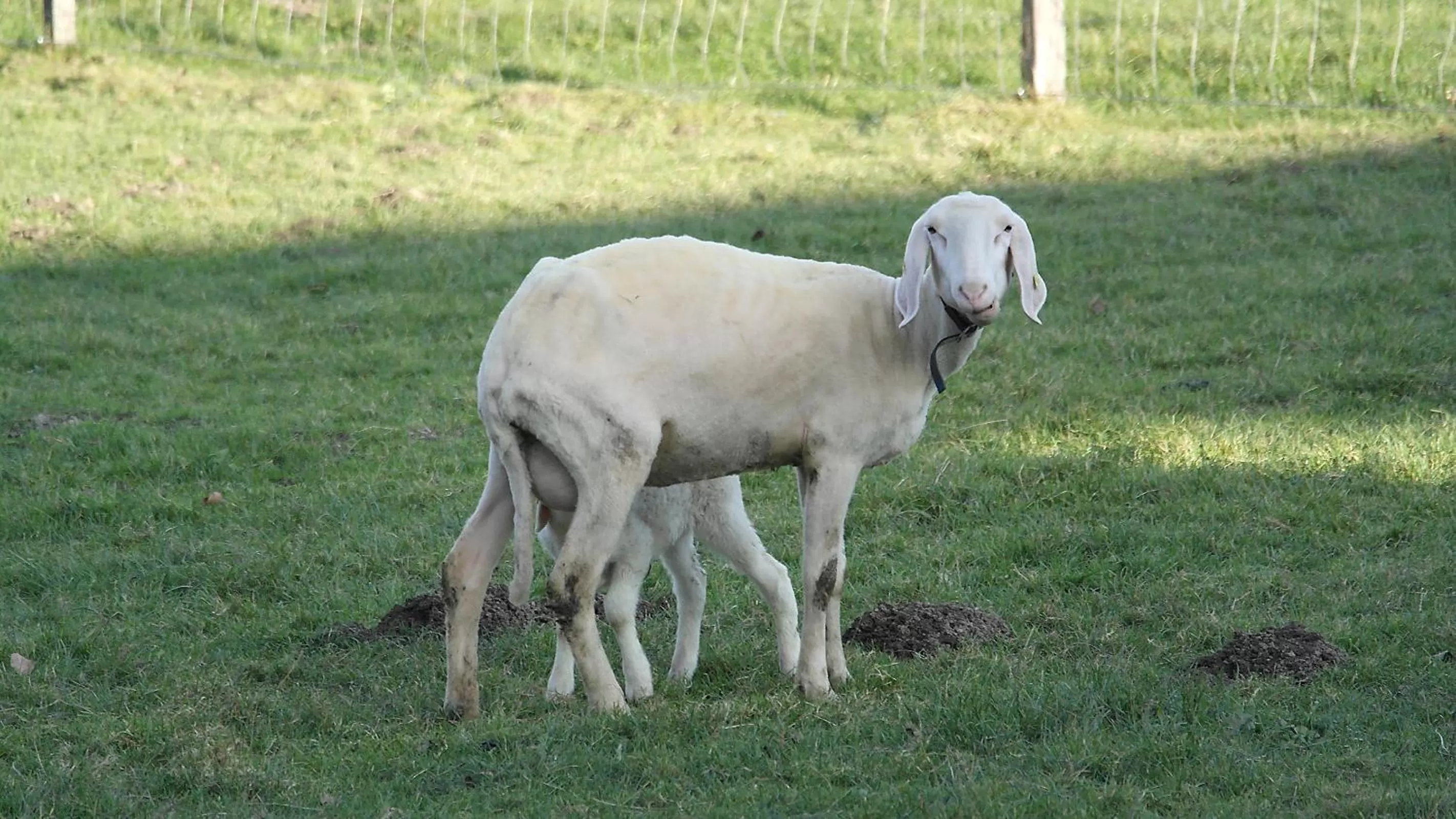 Landhaus Waldfrieden