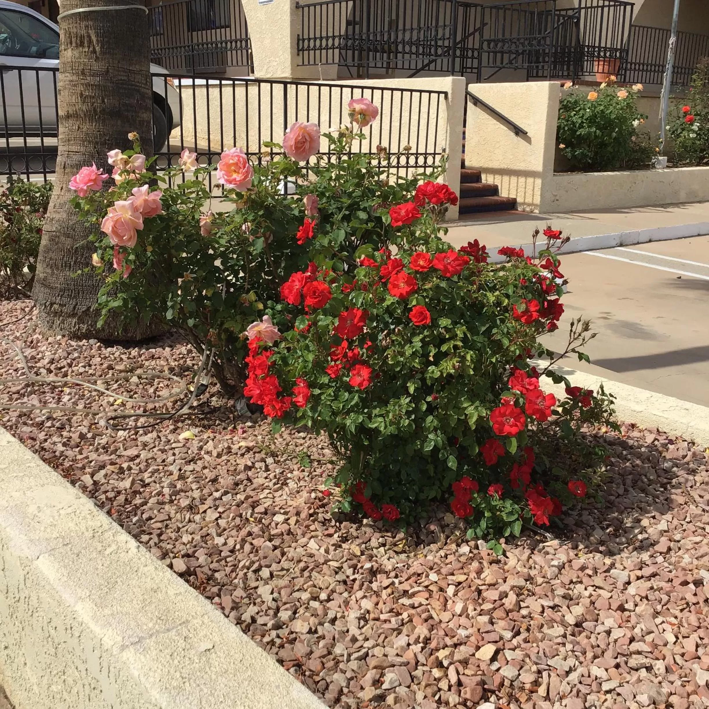 Facade/entrance in Americas Best Value Inn and Suites -Yucca Valley