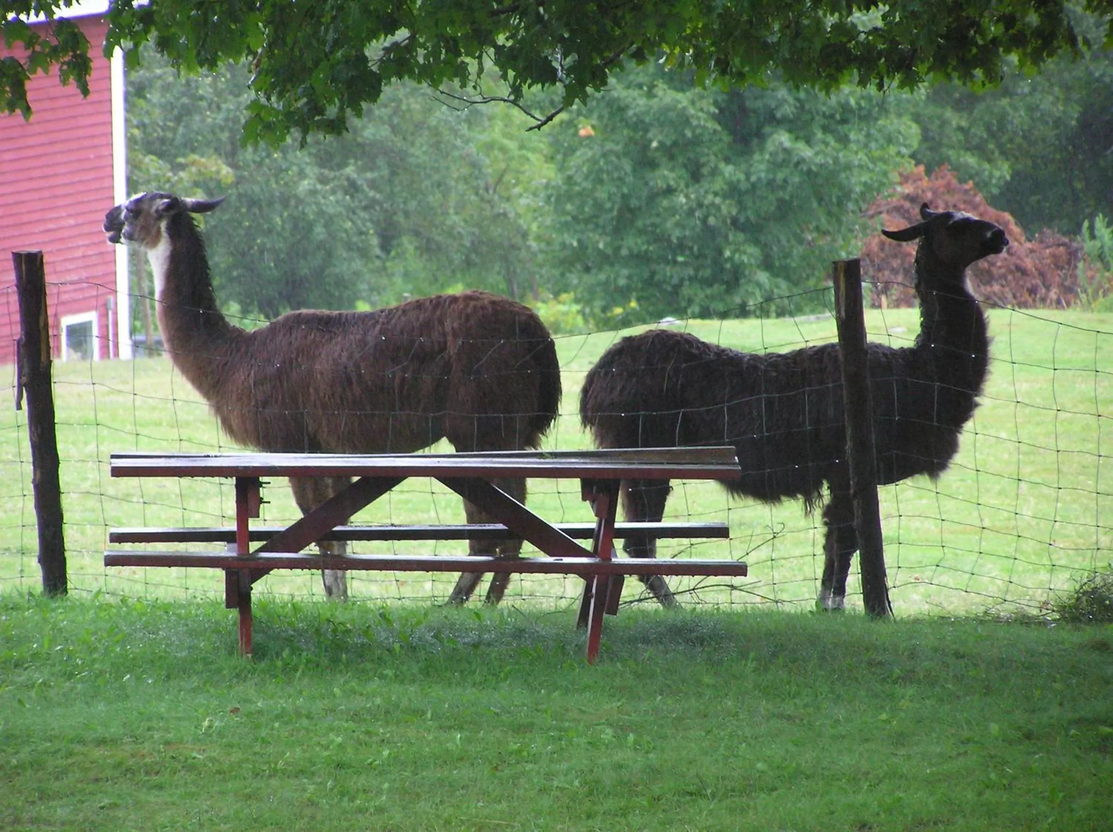 View (from property/room) in Maple Hill Farm Inn