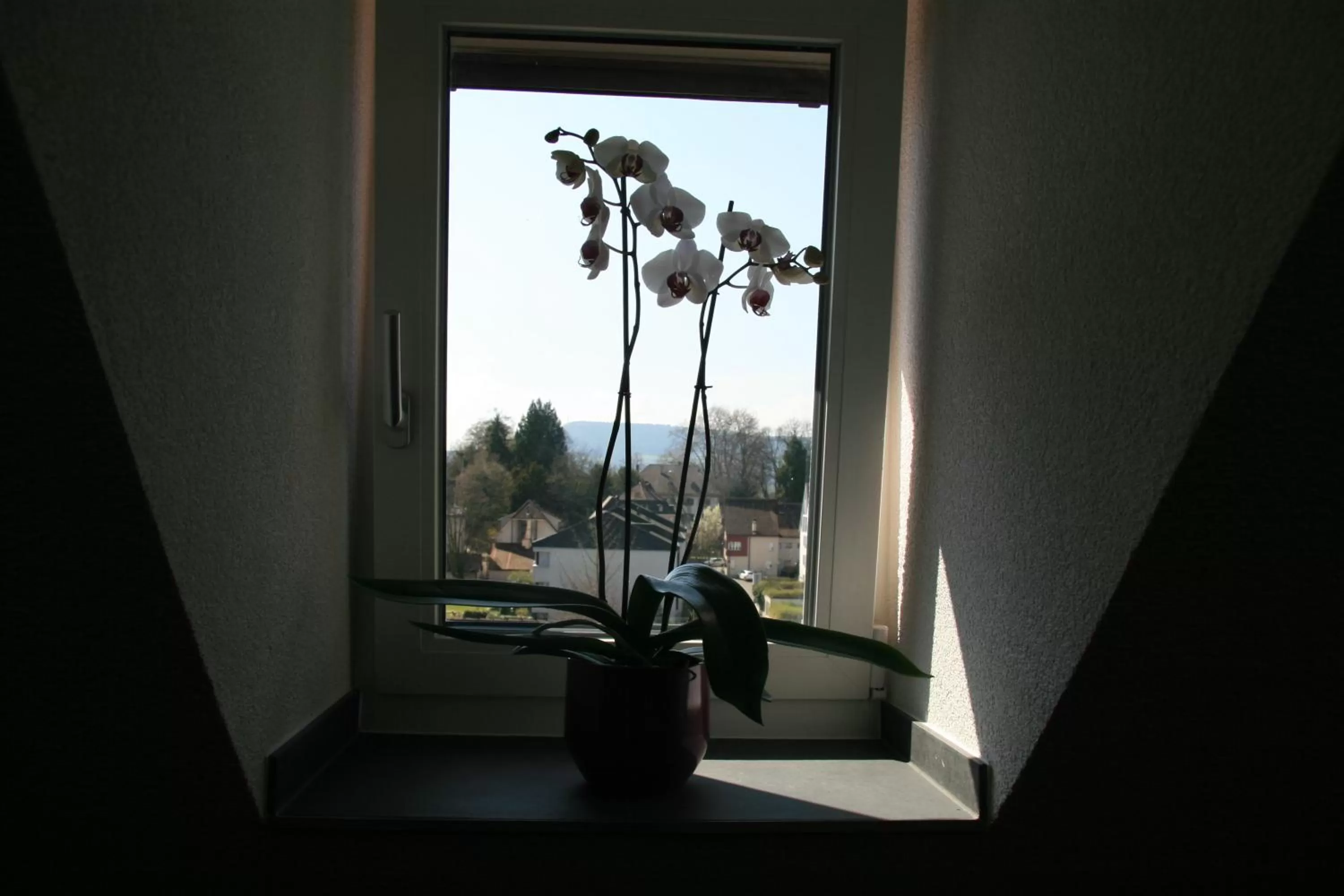 Garden view in Hotel Eremitage