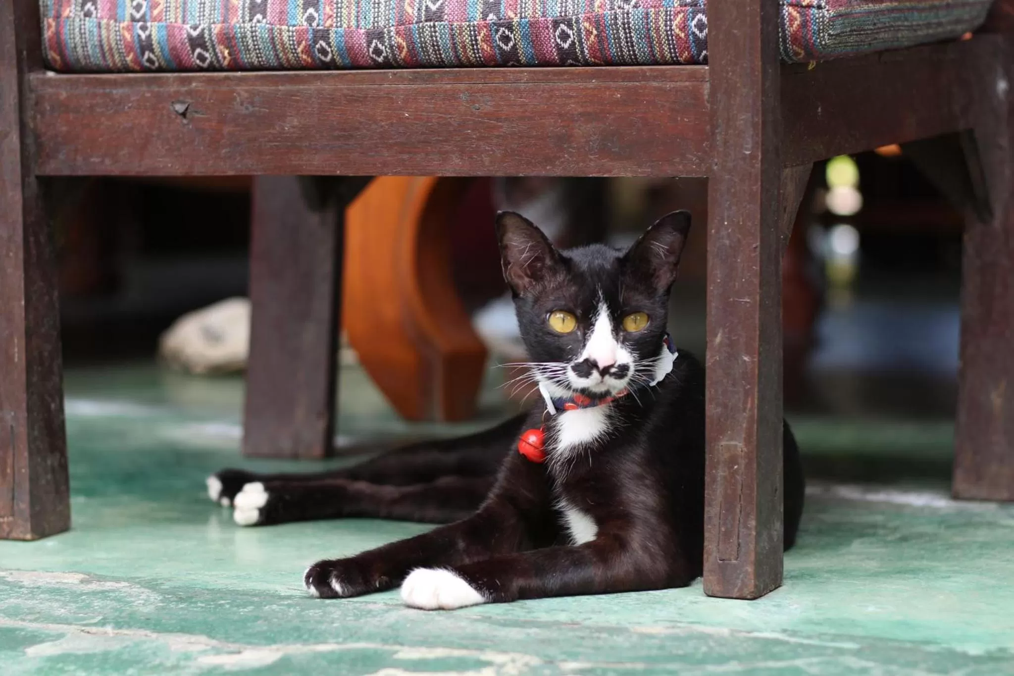 Pets in Joy's House & Tour