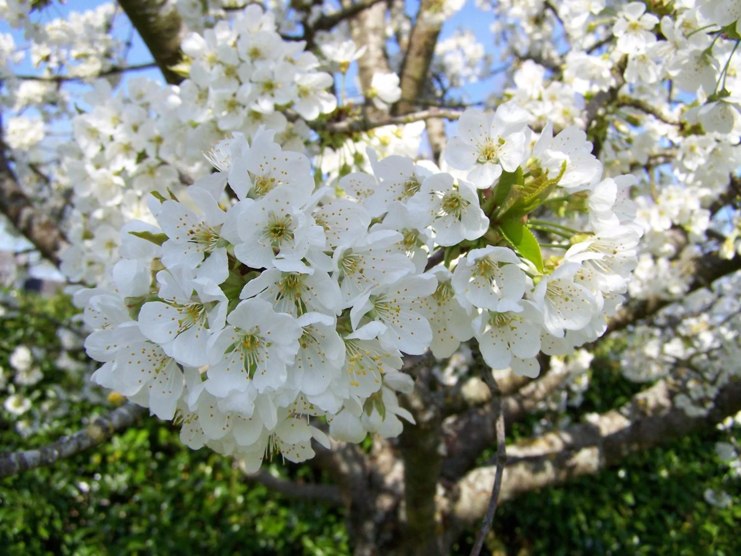 Natural landscape in Hôtel Le Verger