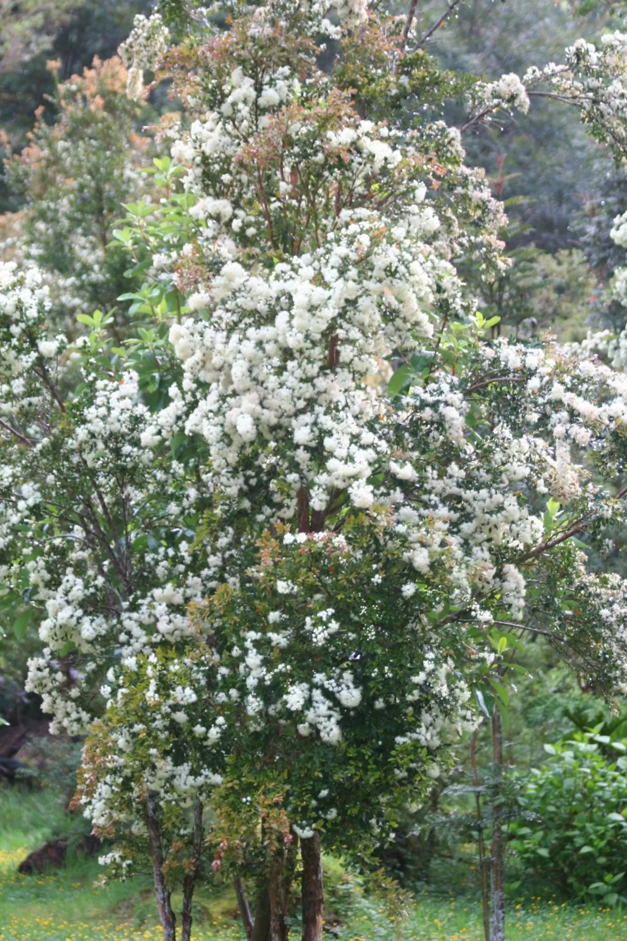 Other in Posada Queulat