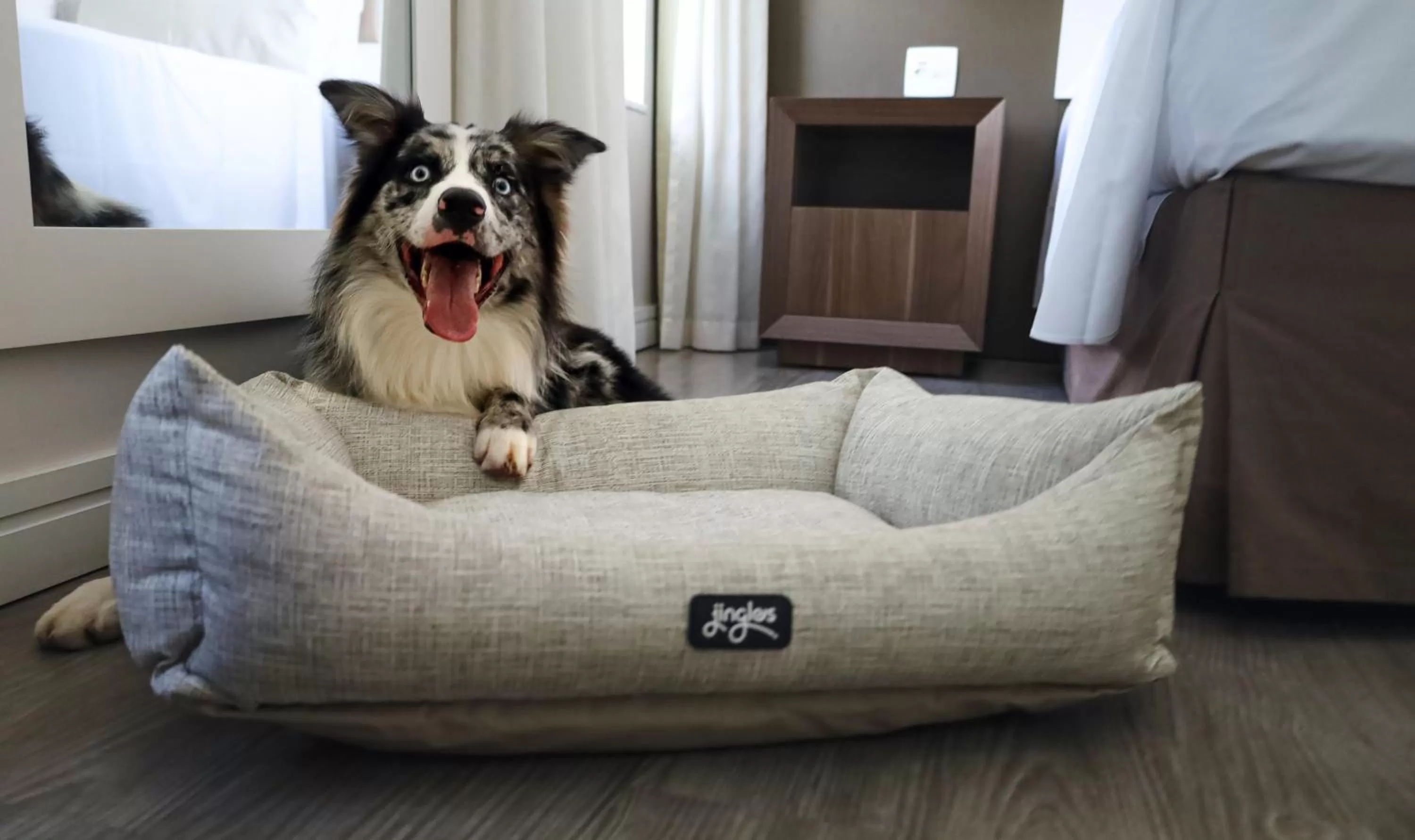 Pets in Holiday Inn Belo Horizonte Savassi by IHG