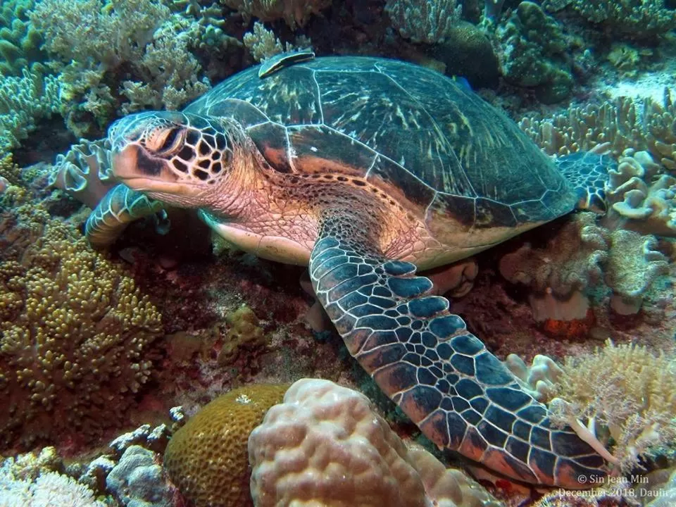 AivyMaes Divers Resort