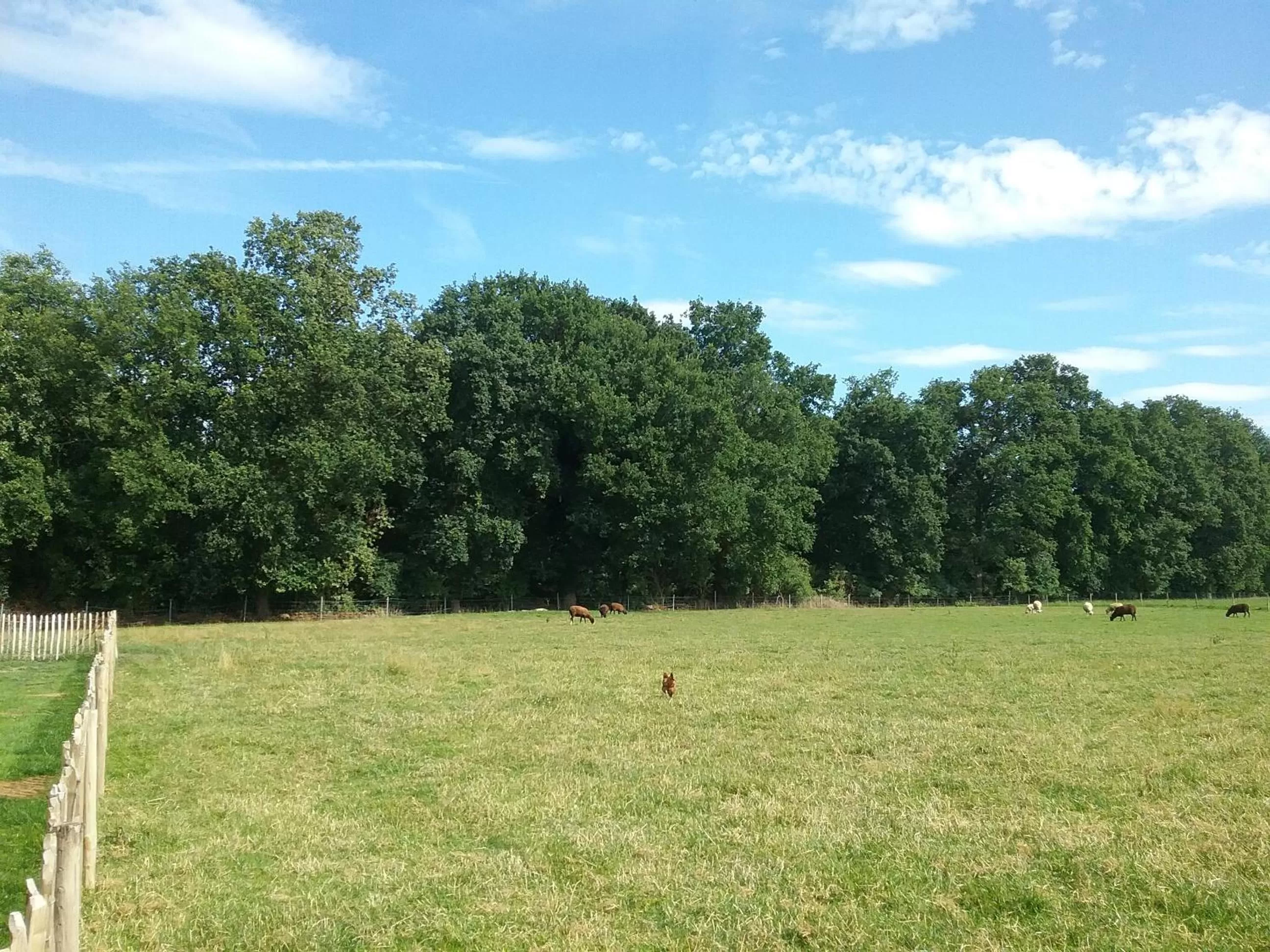 Natural landscape in B&B De Dulle Koe