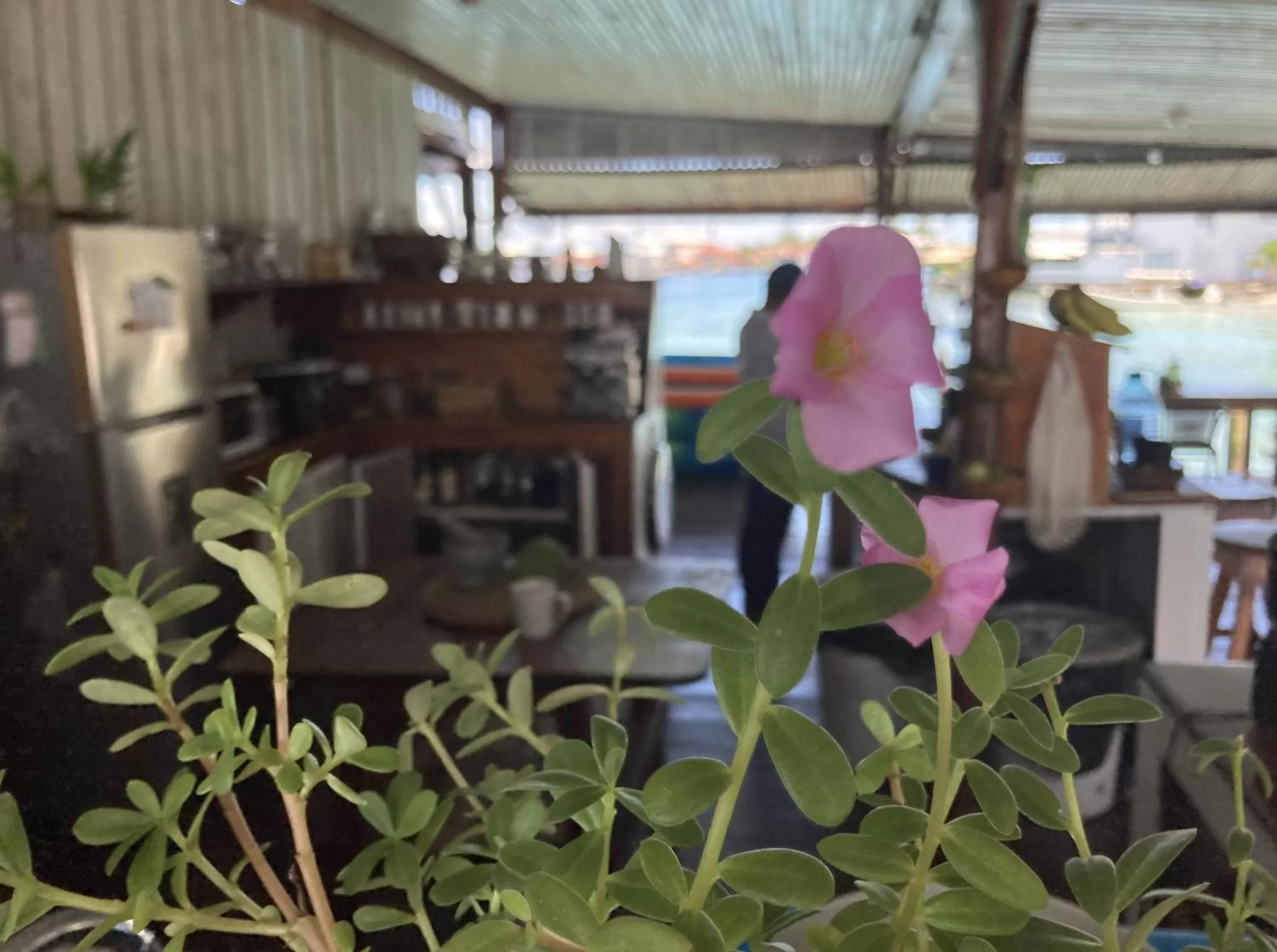 Restaurant/Places to Eat in Casa Acuario Boutique Hotel