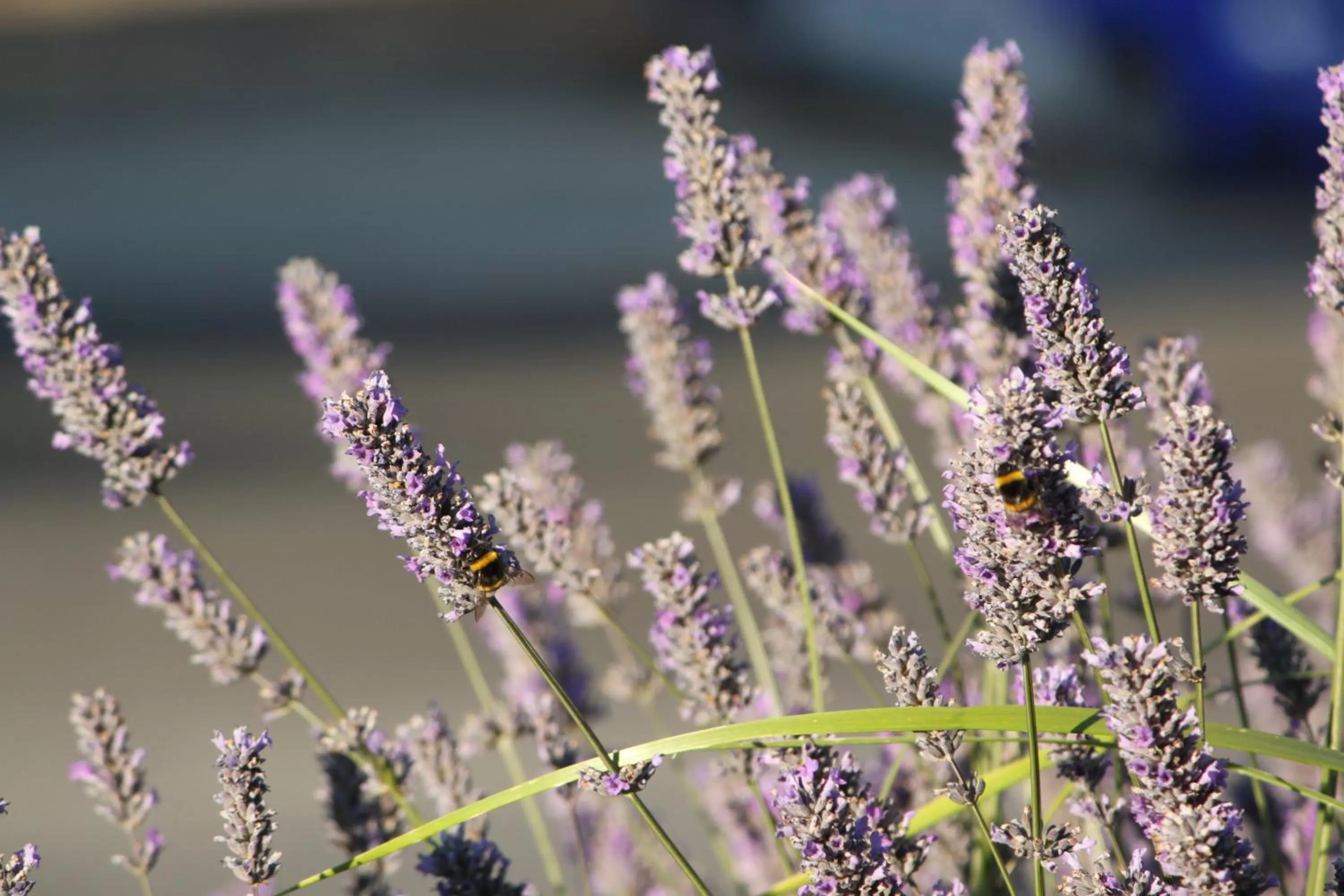 Animals in Eco Vista Hotel