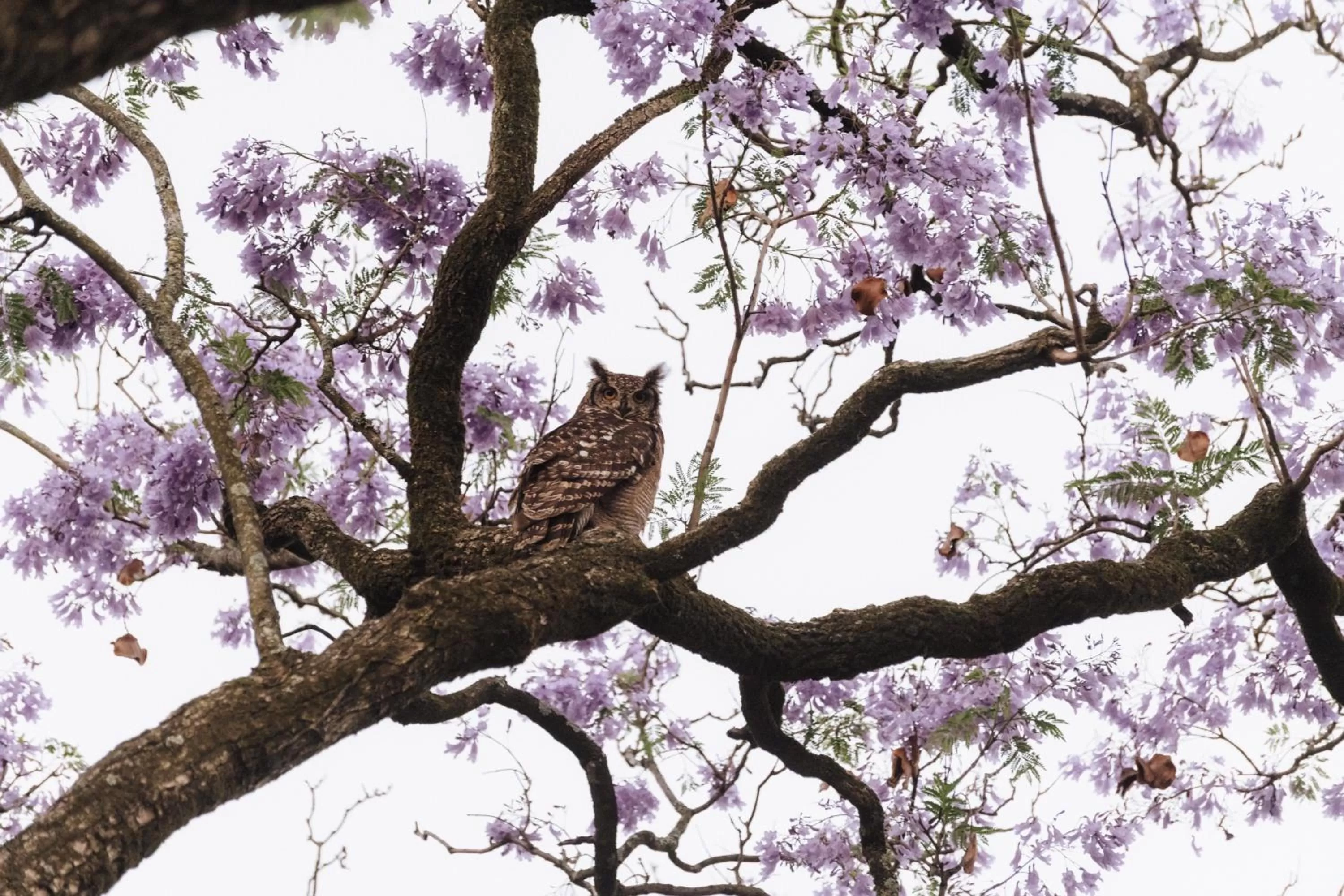 Garden in Adara Palmiet Valley Luxurious Boutique Farm Hotel