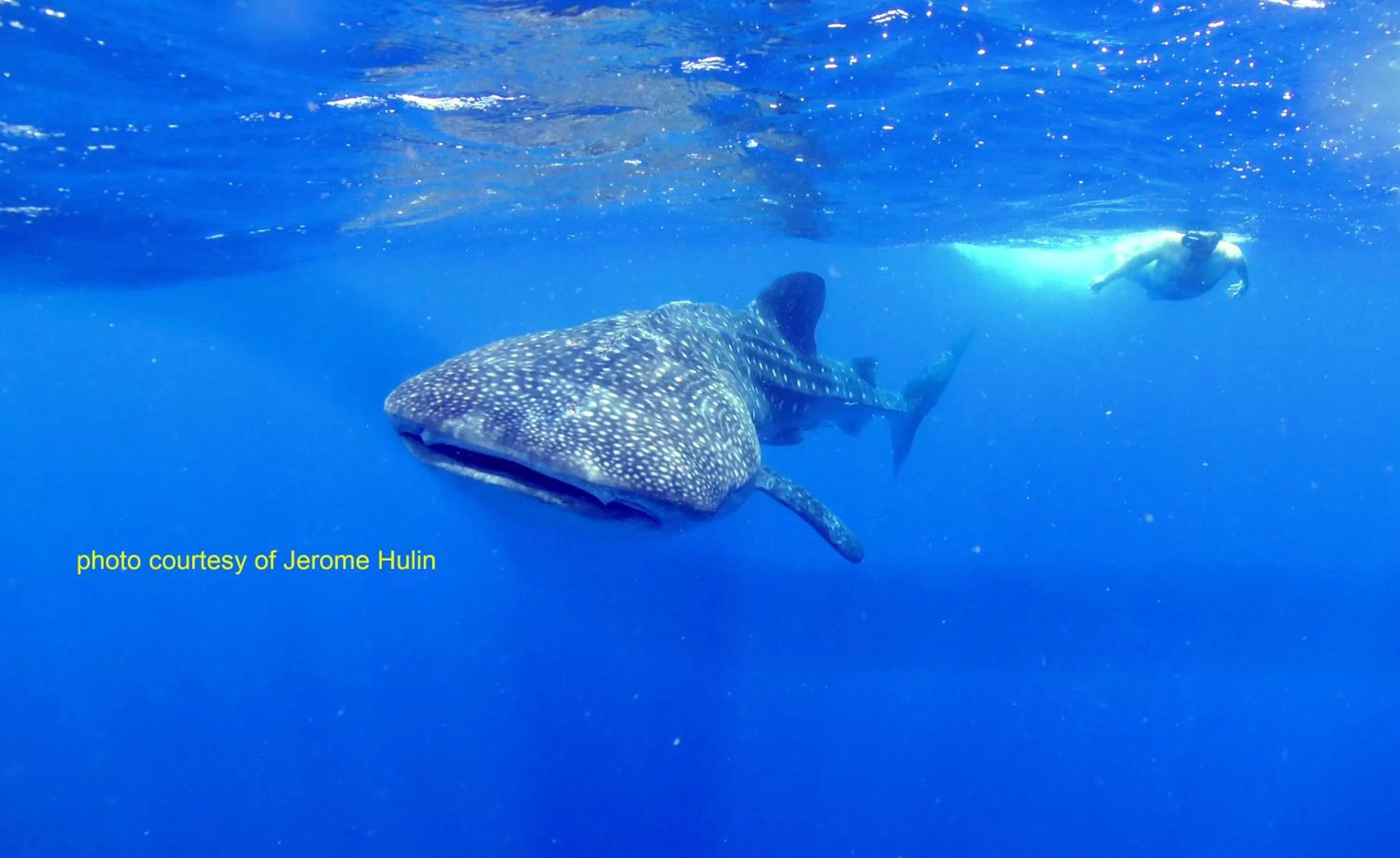 Snorkeling in Paseo Del Mar Seaside Inn
