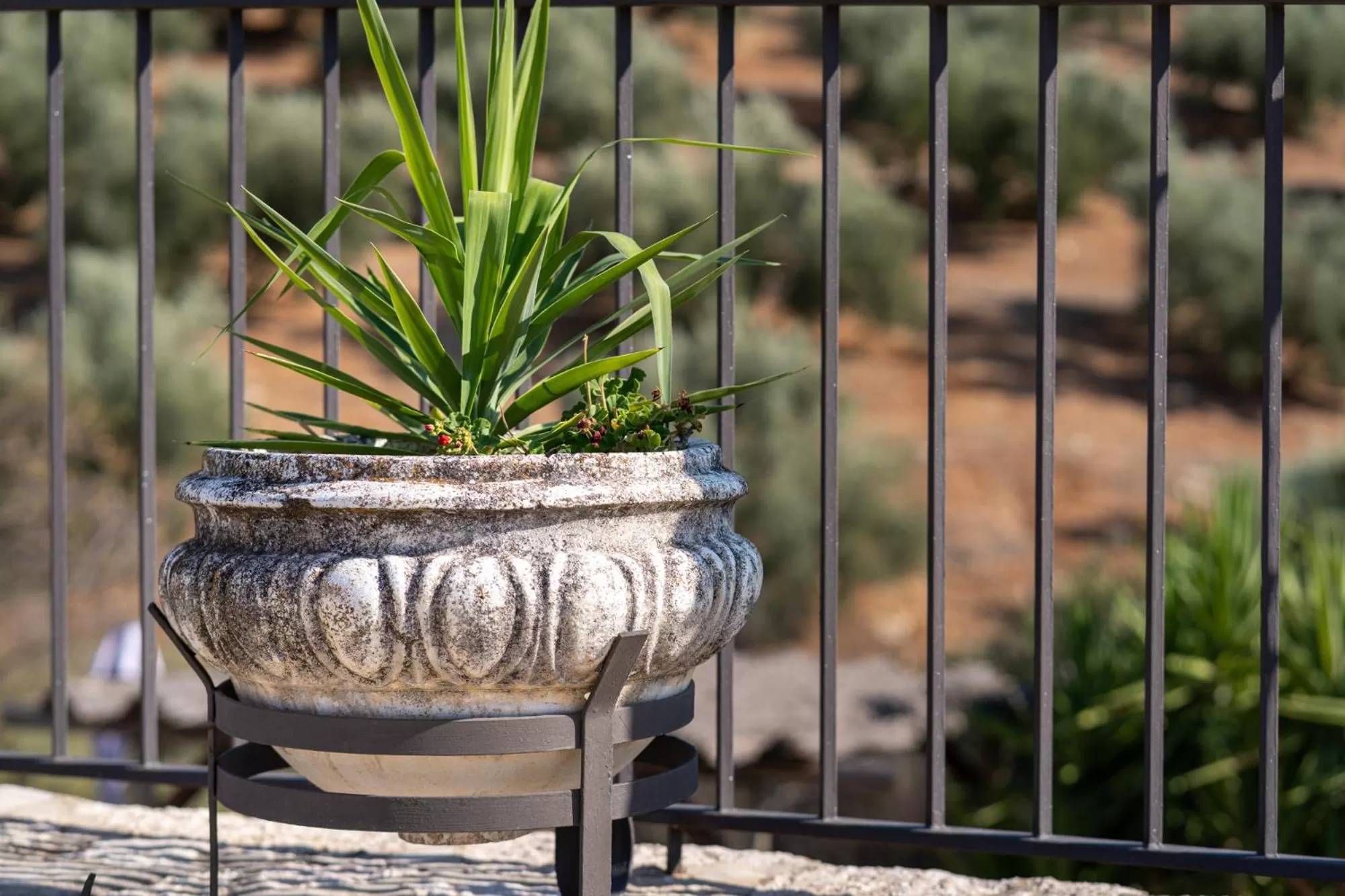 Hacienda la buena vida B&B en appartementen