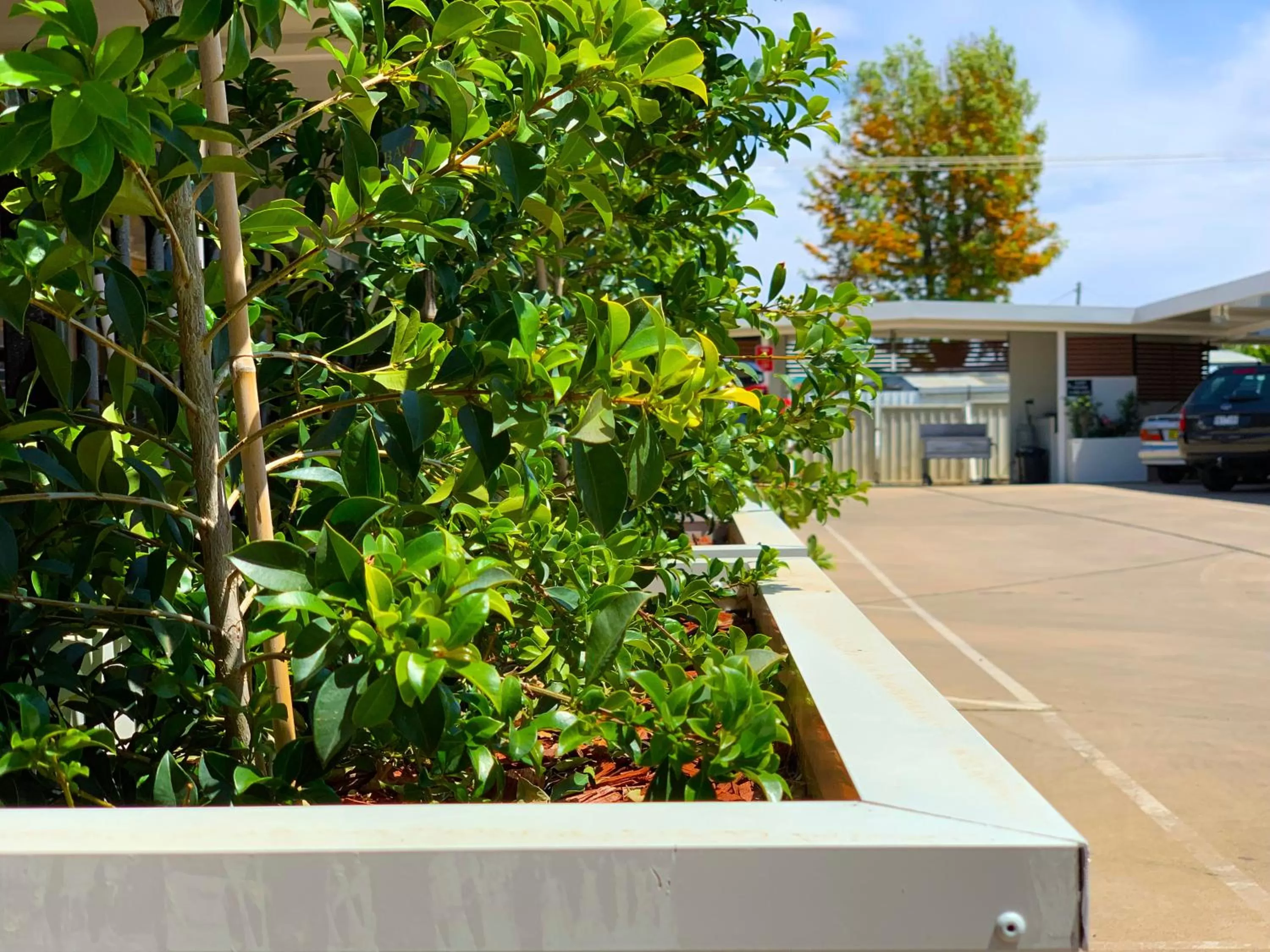 Garden in Baths Motel Moree