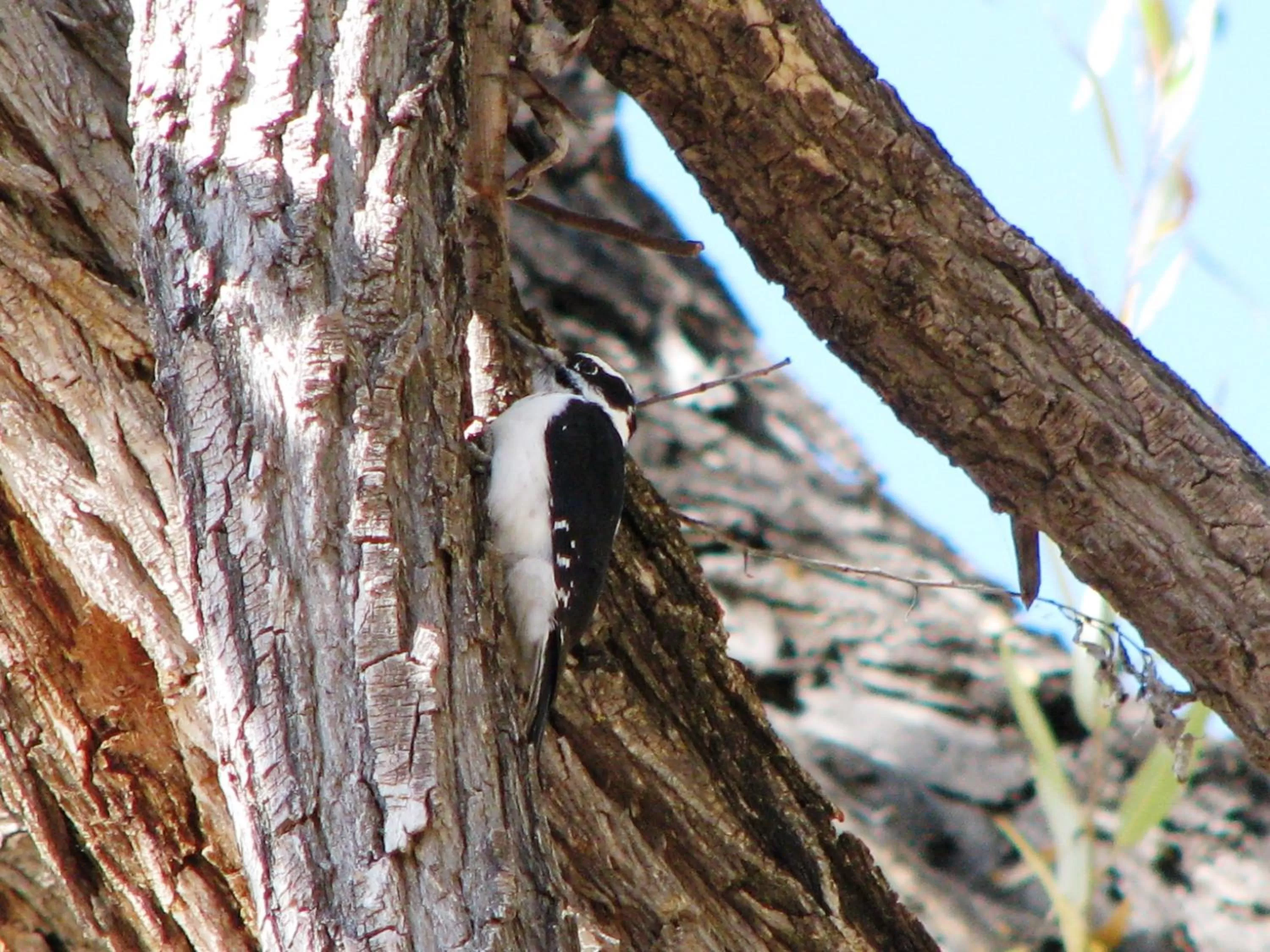 Animals in Villas at Poco Diablo