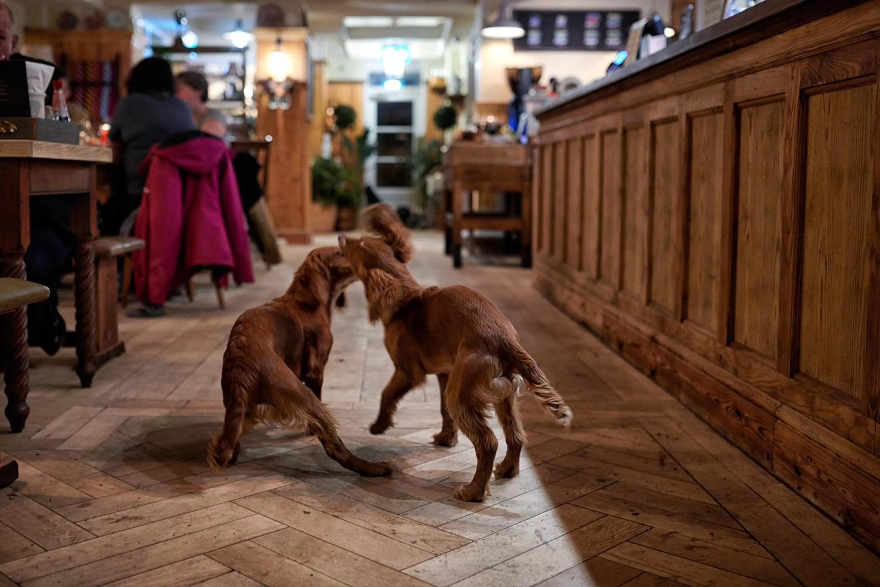 Pets in The Boathouse