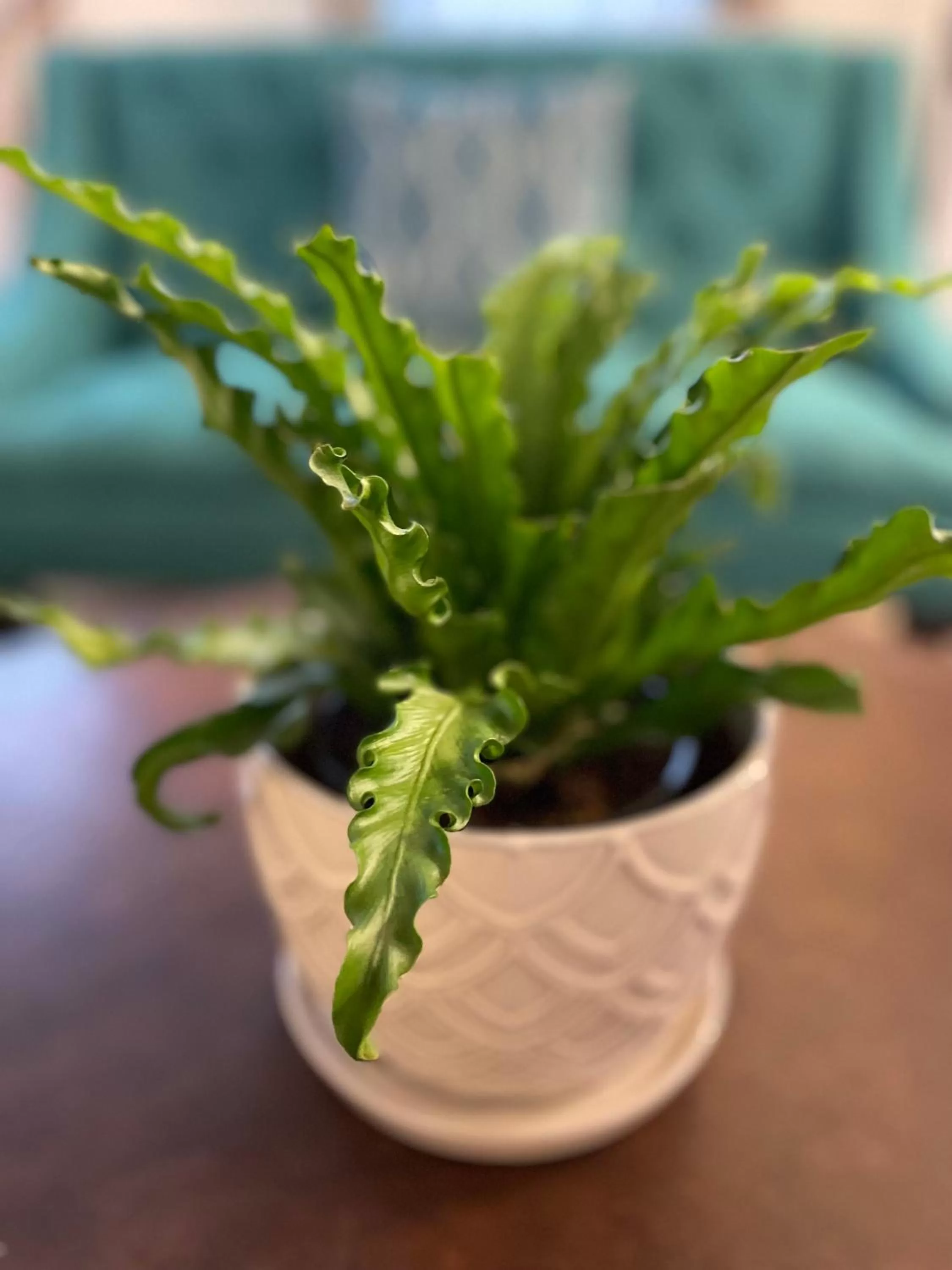 Decorative detail in Flora House Denver