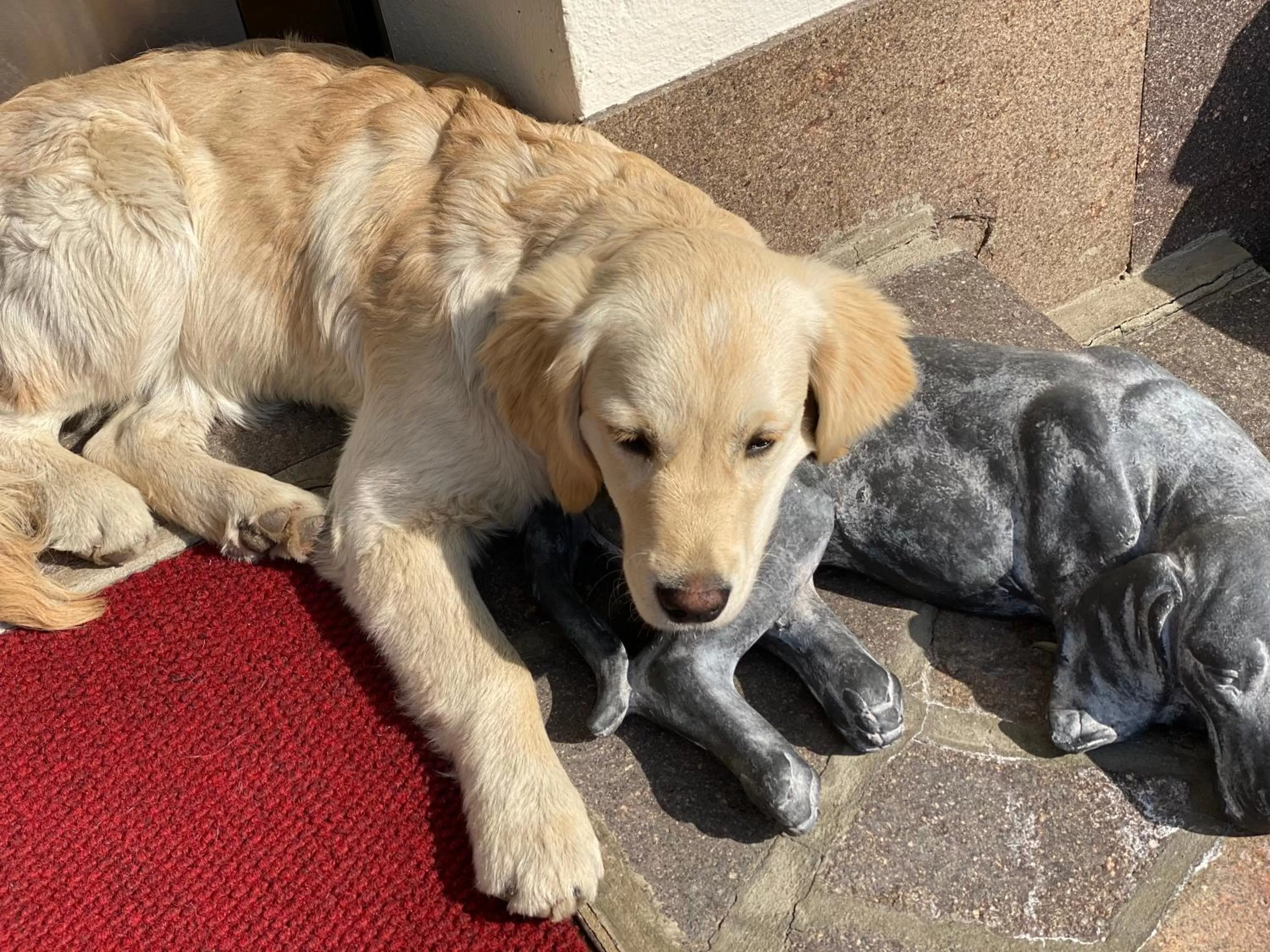 Pets in Residence Margreth