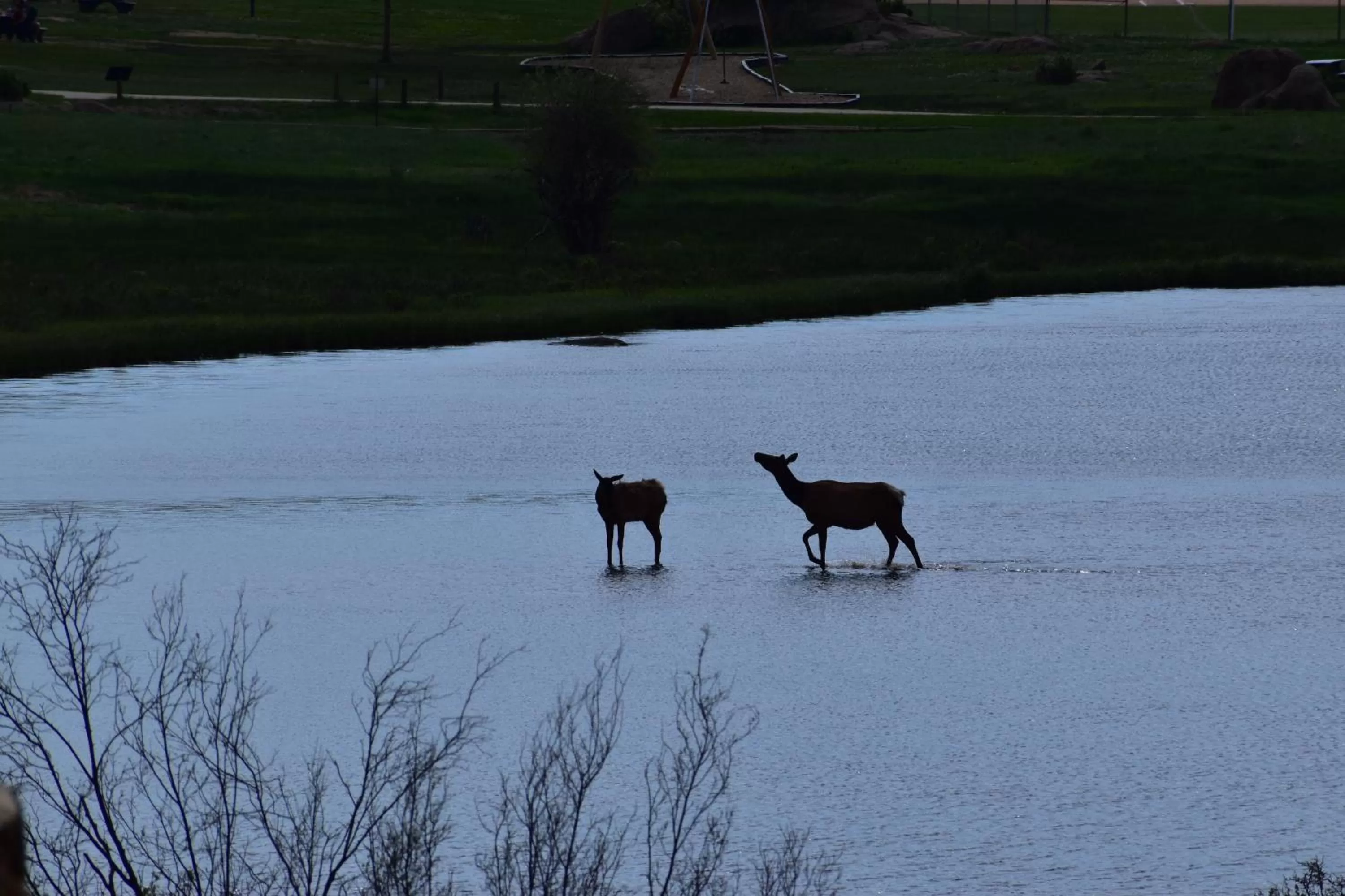 Other Animals in Estes Lake Lodge