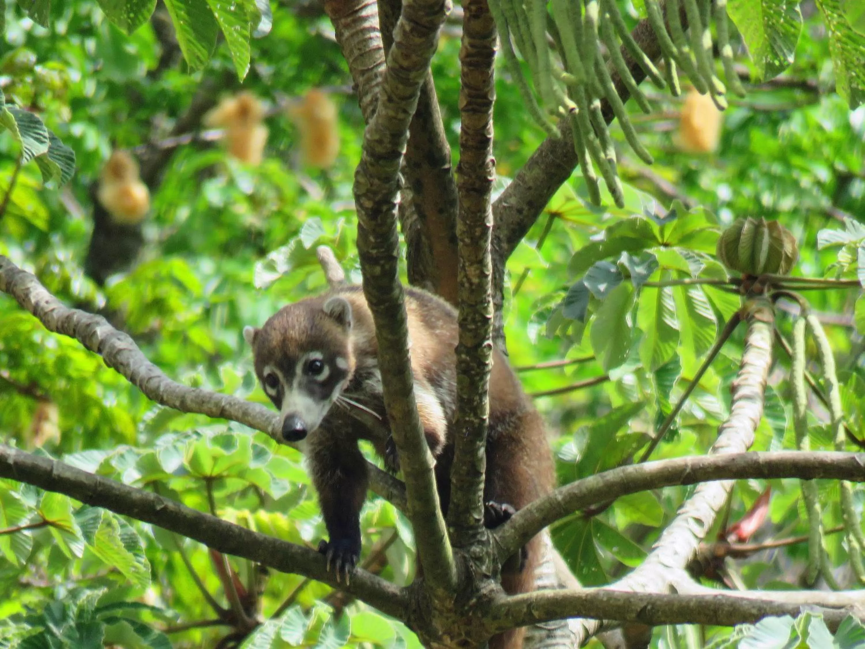 Natural landscape, Pets in Cabanas Rio Encantado