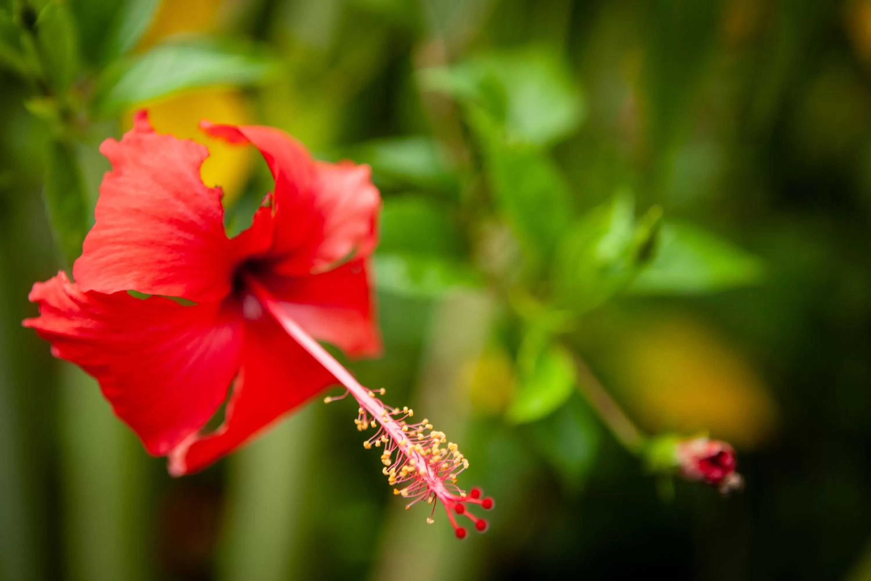 Garden in Authentic Khmer Village Resort